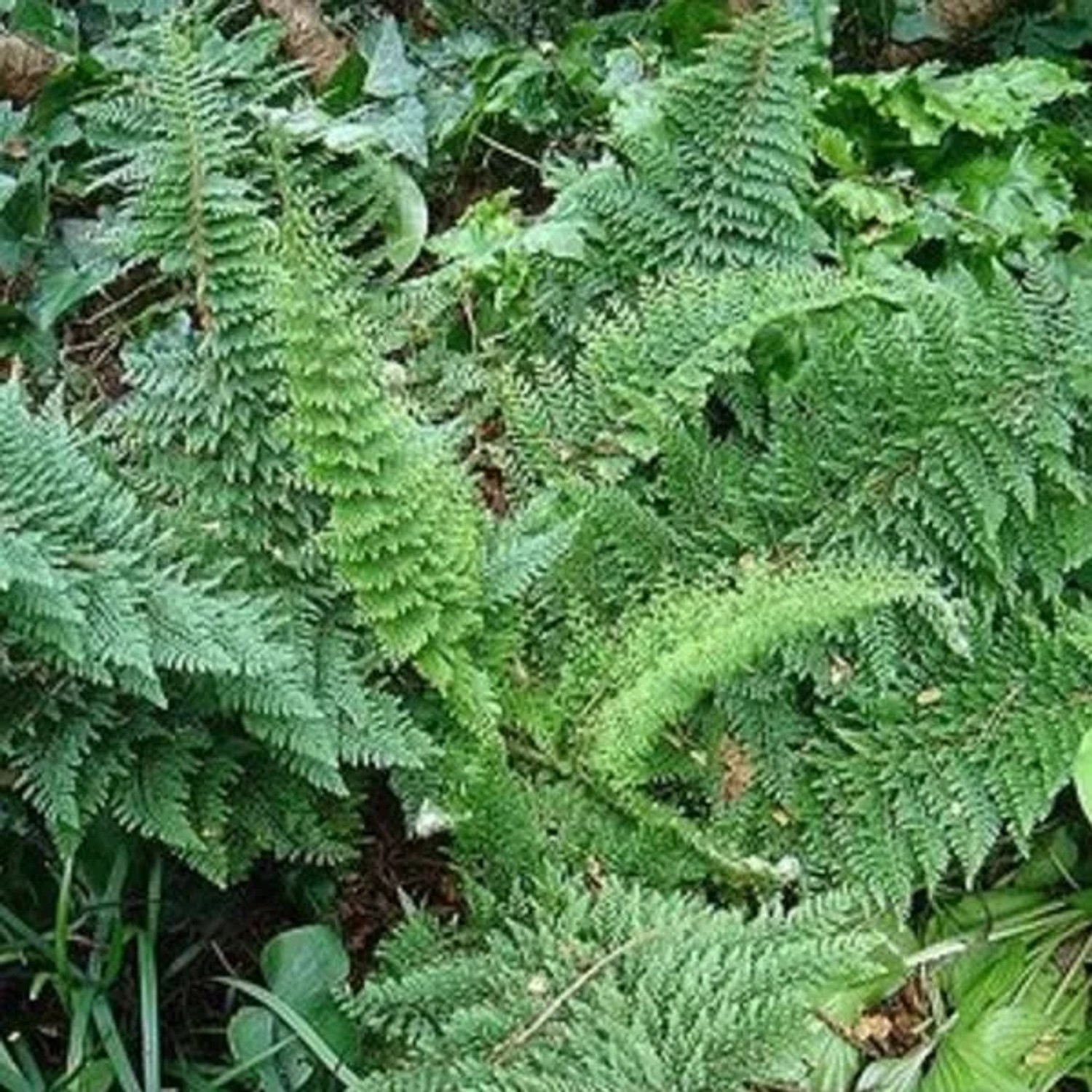 6 x Filigranfarn 'Densum' Polystichum setiferum Topf 9cm Weich Gefiedert
