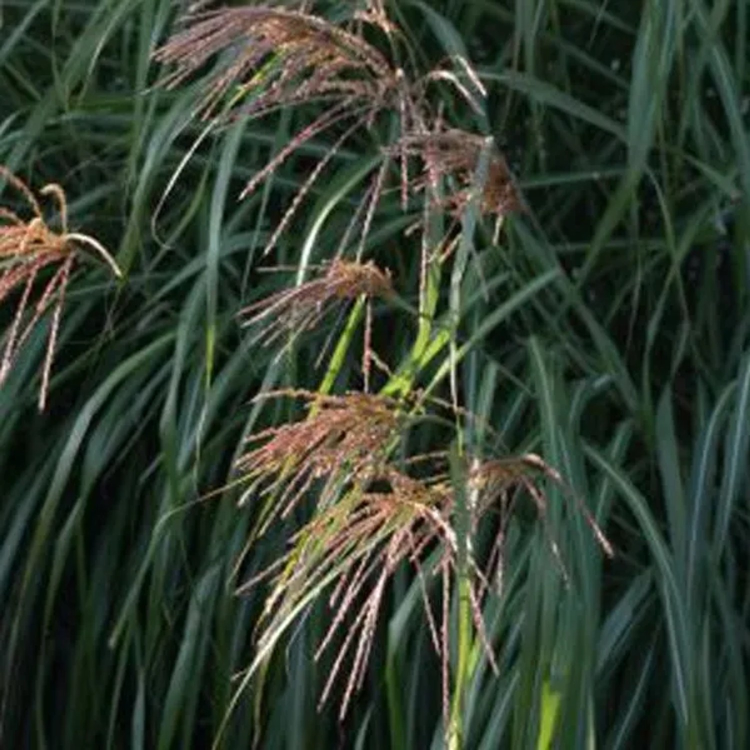 6 x Chinaschilf 'China' Miscanthus sinensis Topf 9cm Stark Wachsend
