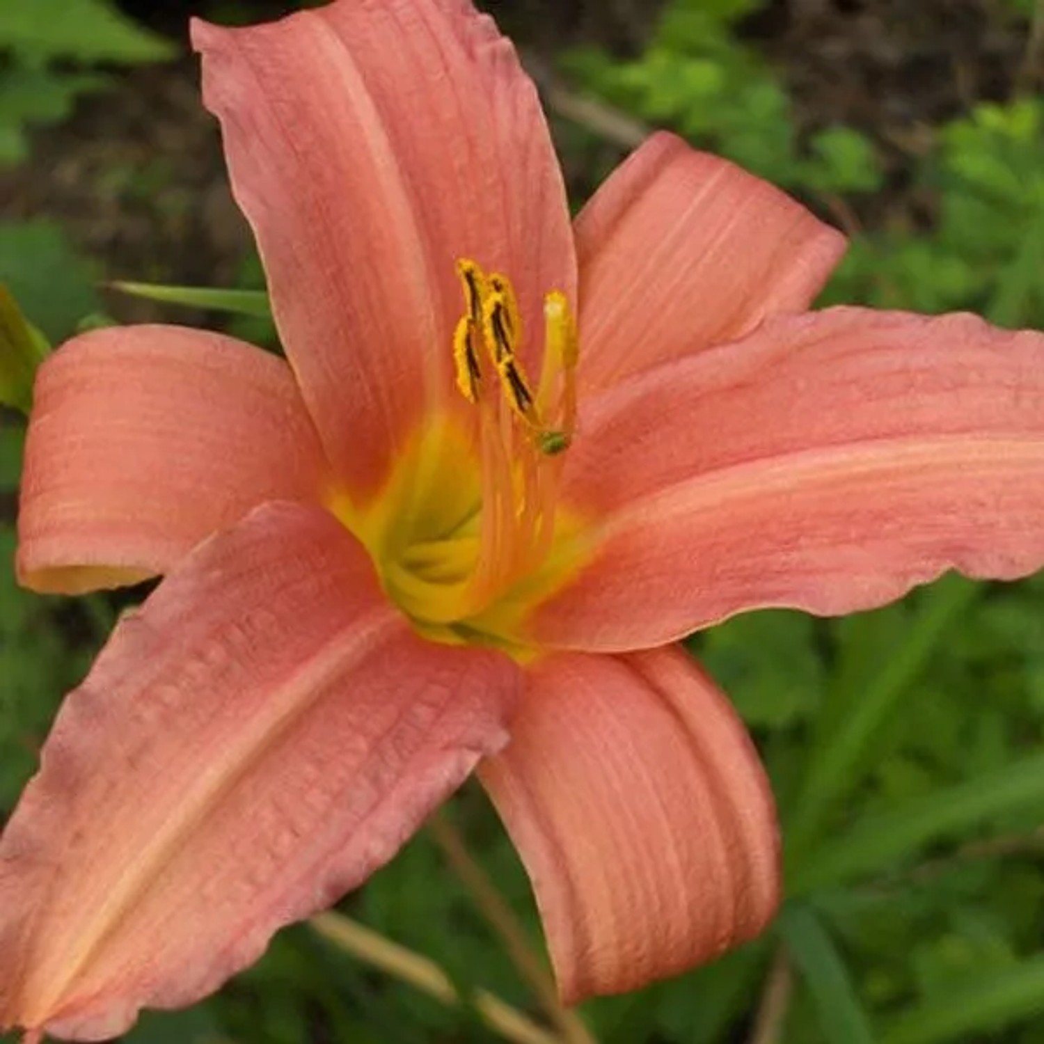 6 x Taglilie 'Pink Damask' Hemerocallis Topf 9cm Rosa Blüten