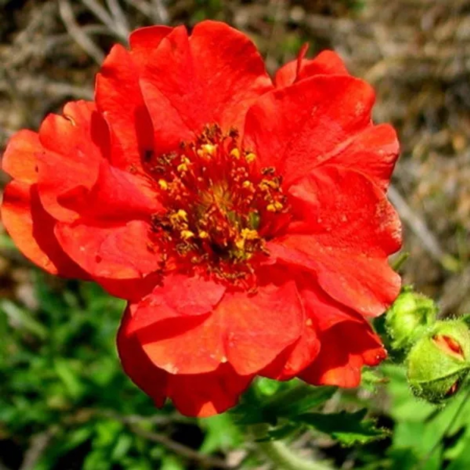 6 x Nelkenwurz 'Mrs Bradshaw' Geum Chiloense Topf 9cm Rote Blüten