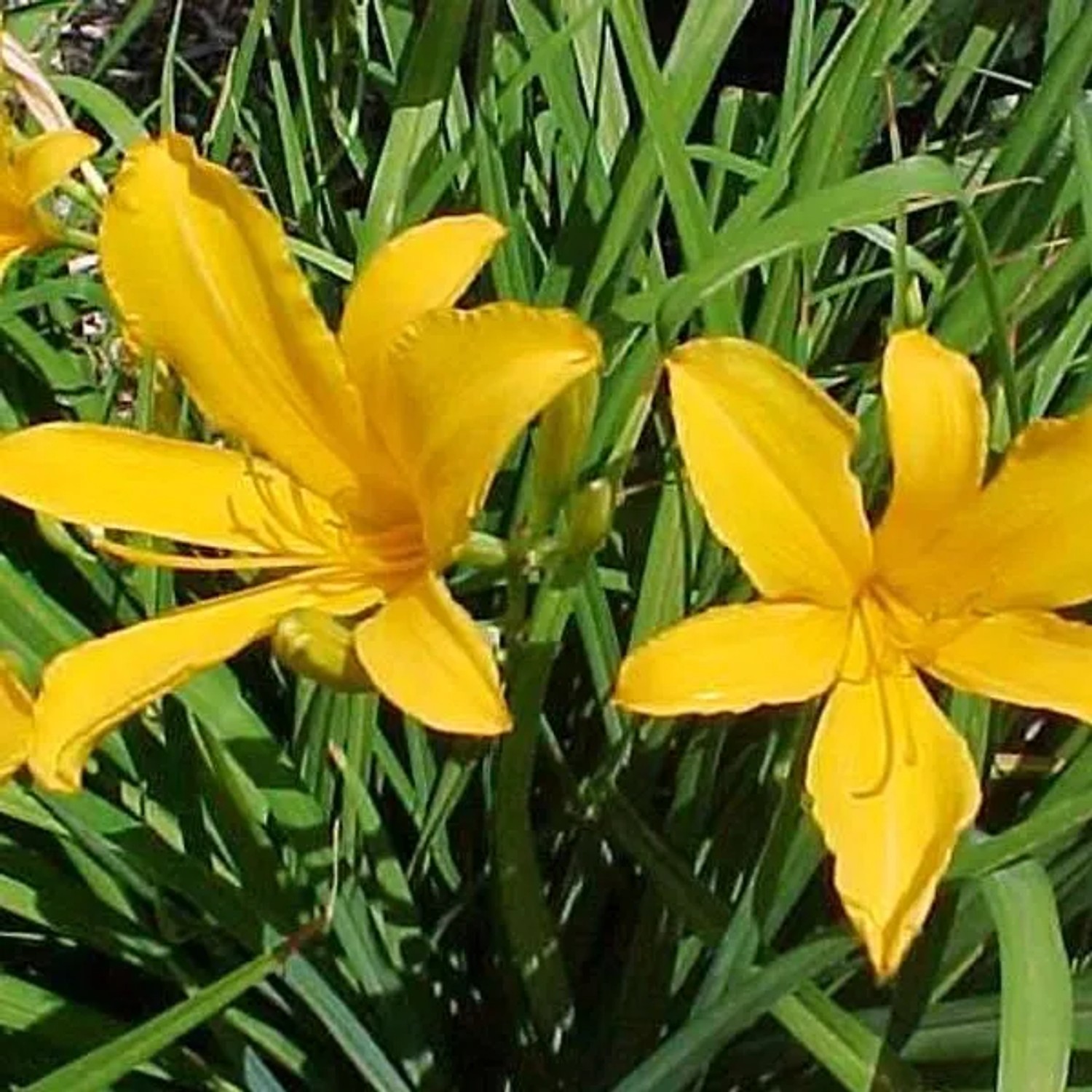 6 x Zitronen-Taglilie Hemerocallis citrina Topf 9cm Gelbe Blüten
