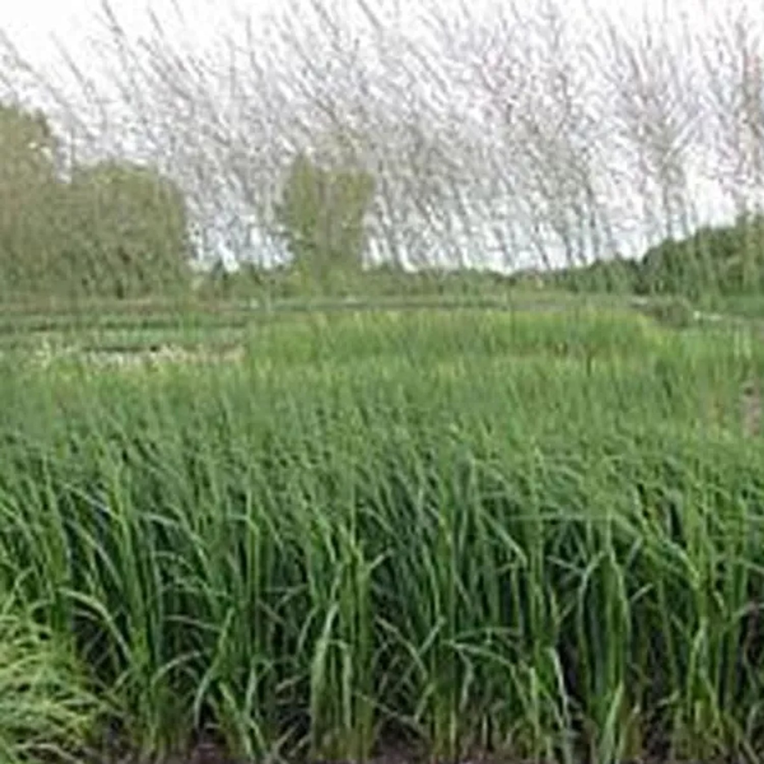 6 x Pfeifengras 'Heidebraut' Molinia caerulea Topf 9cm Langblühend