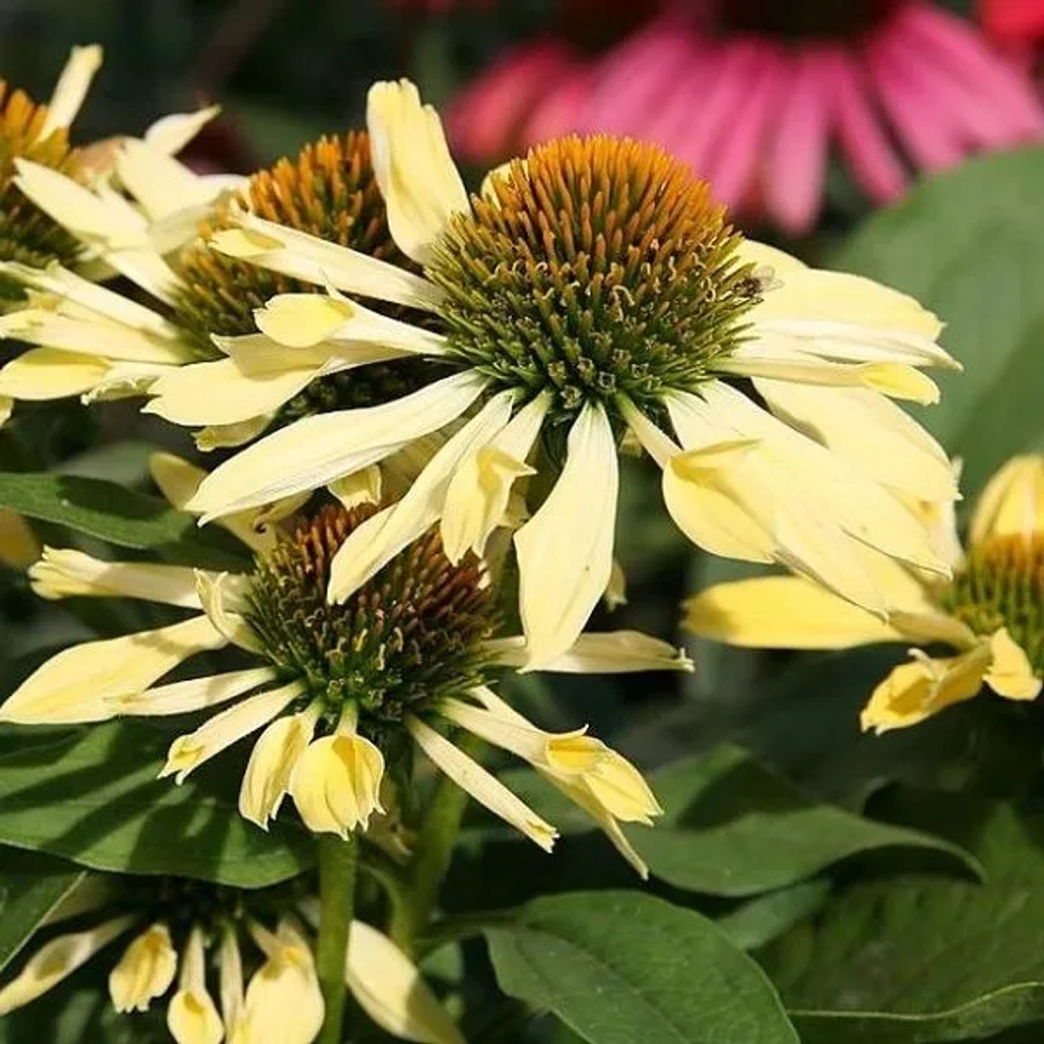 6 x Scheinsonnenhut 'Sunrise' Echinacea purpurea Topf 9cm Gelb-Orange Blüten