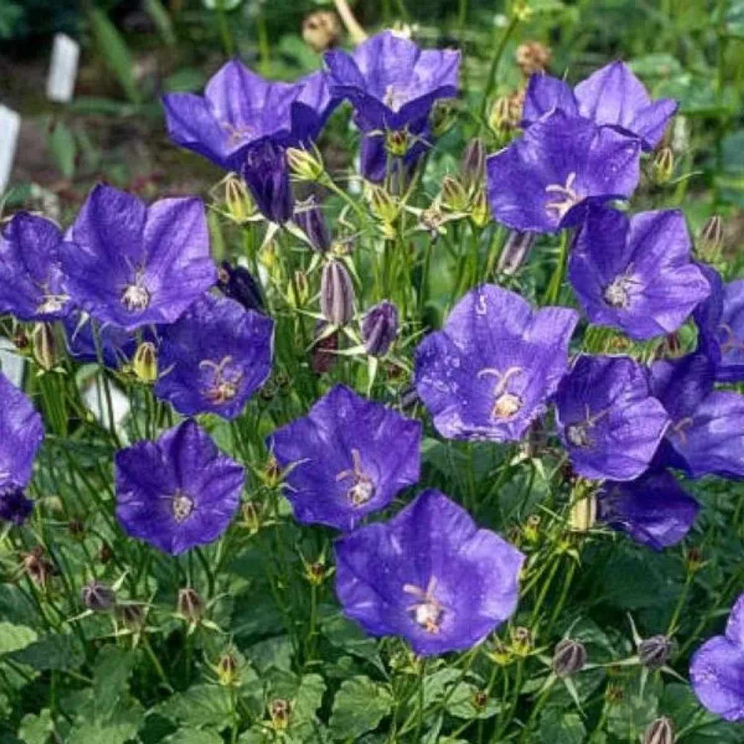 6 x Großblütige Glockenblume 'Kent Belle' Campanula Topf 9cm Glockenförmige Blüten
