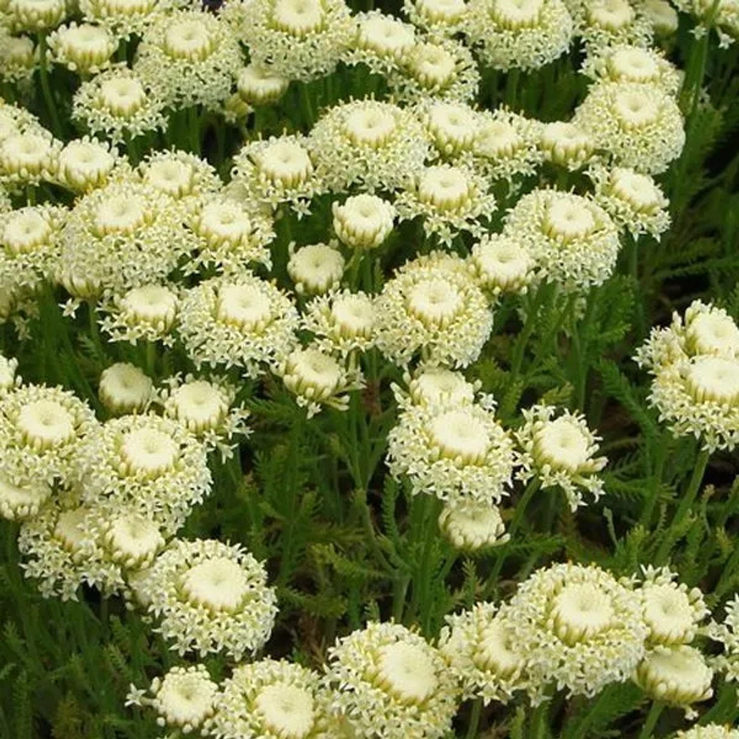 6 x Heiligenkraut 'Edward Bowles' Santolina chamaecyparissus Topf 9cm Immergrün