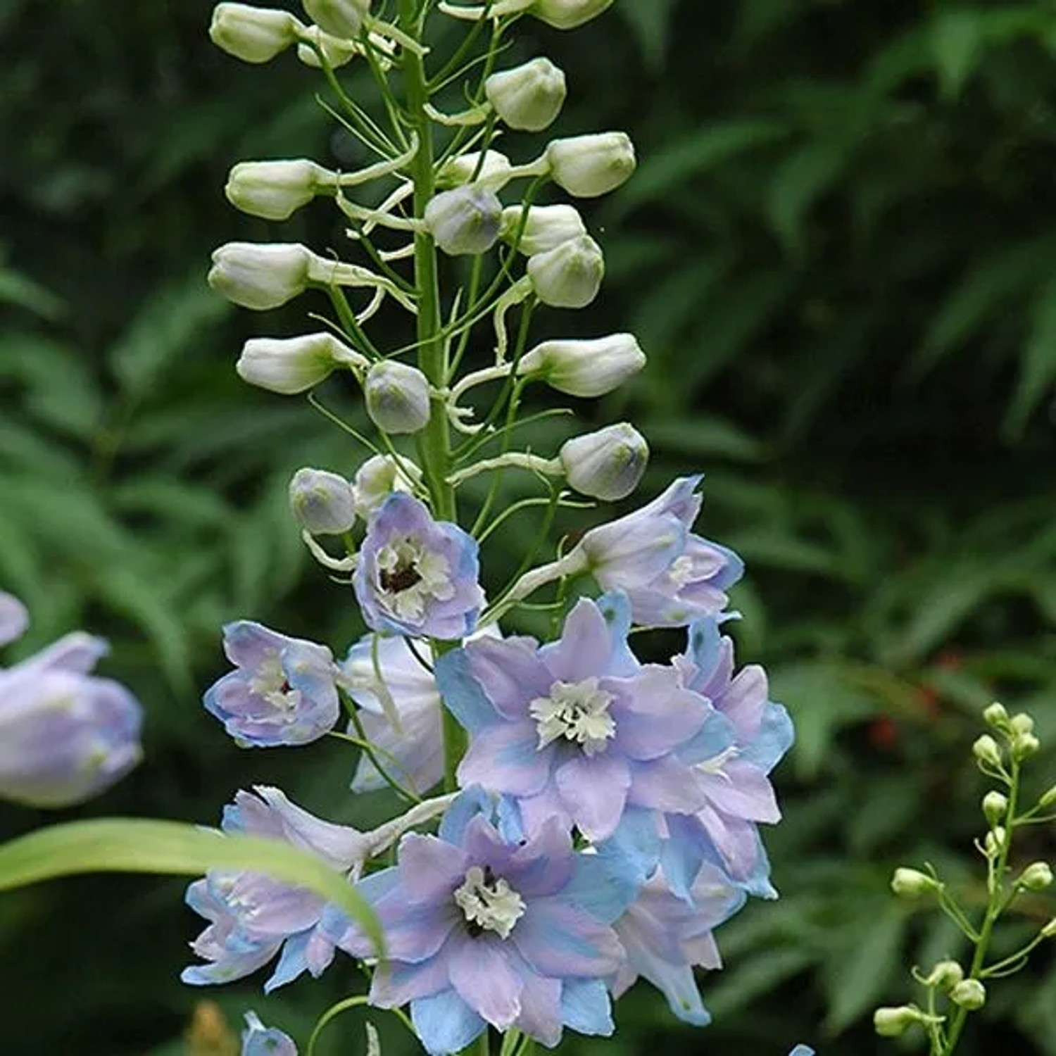 6 x Rittersporn 'Guinevere' Delphinium Topf 9cm Hohe Blütenkerzen