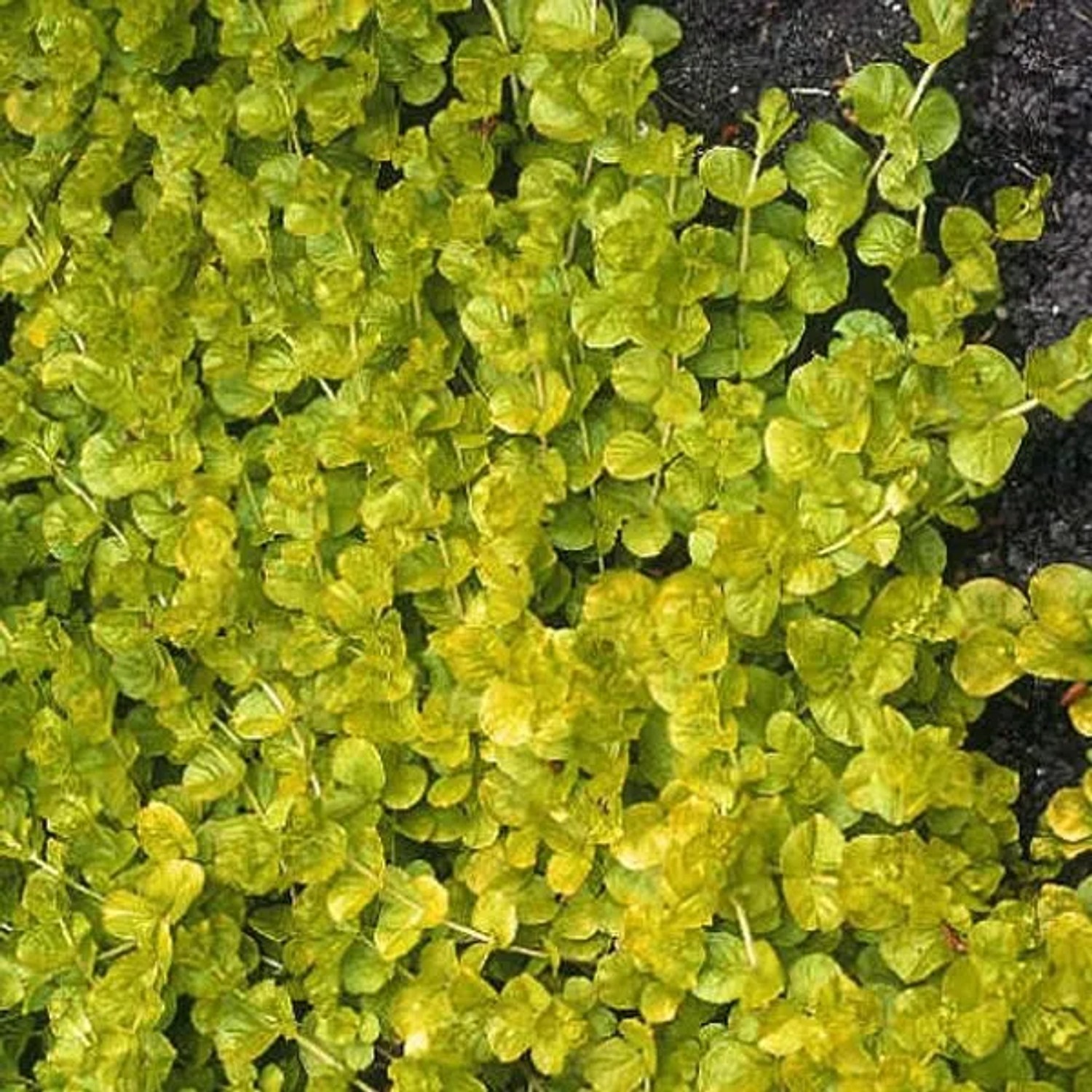 6 x Pfennigkraut 'Aurea' Lysimachia nummularia Topf 9cm Goldgelbes Laub