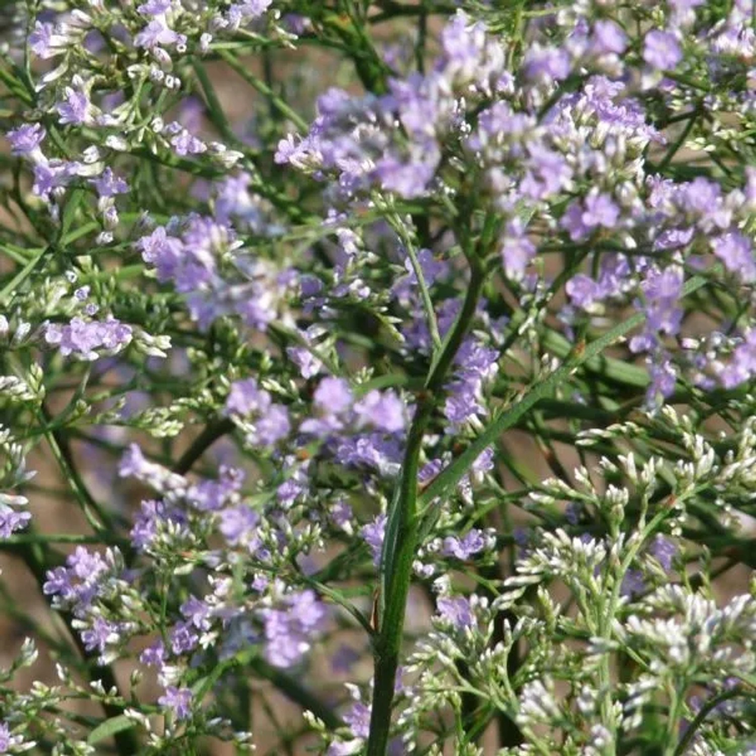 6 x Strandflieder Limonium,atifolium Topf 9cm Schnittblume