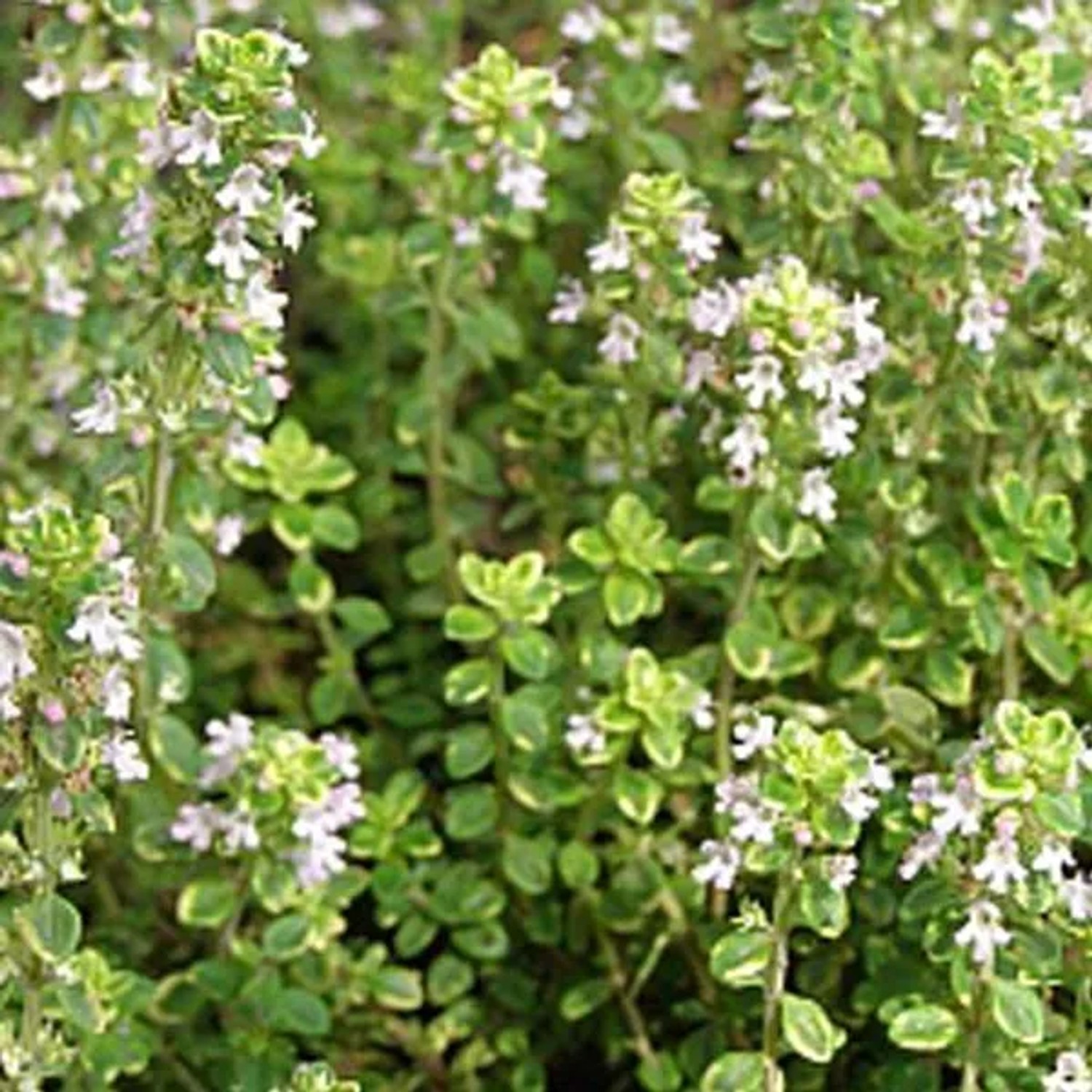 6x Zitronen-Thymian 'Aureus' Thymus citriodorus Topf 9 cm Duftend