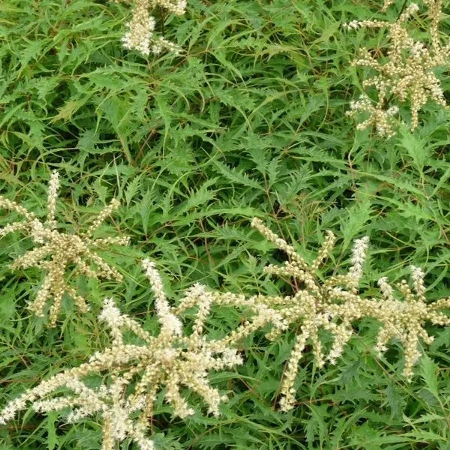 6 x Geschlitztblättriger Geißbart 'Kneiffii' Aruncus dioicus Topf 9cm Weiße Federartige Blüten