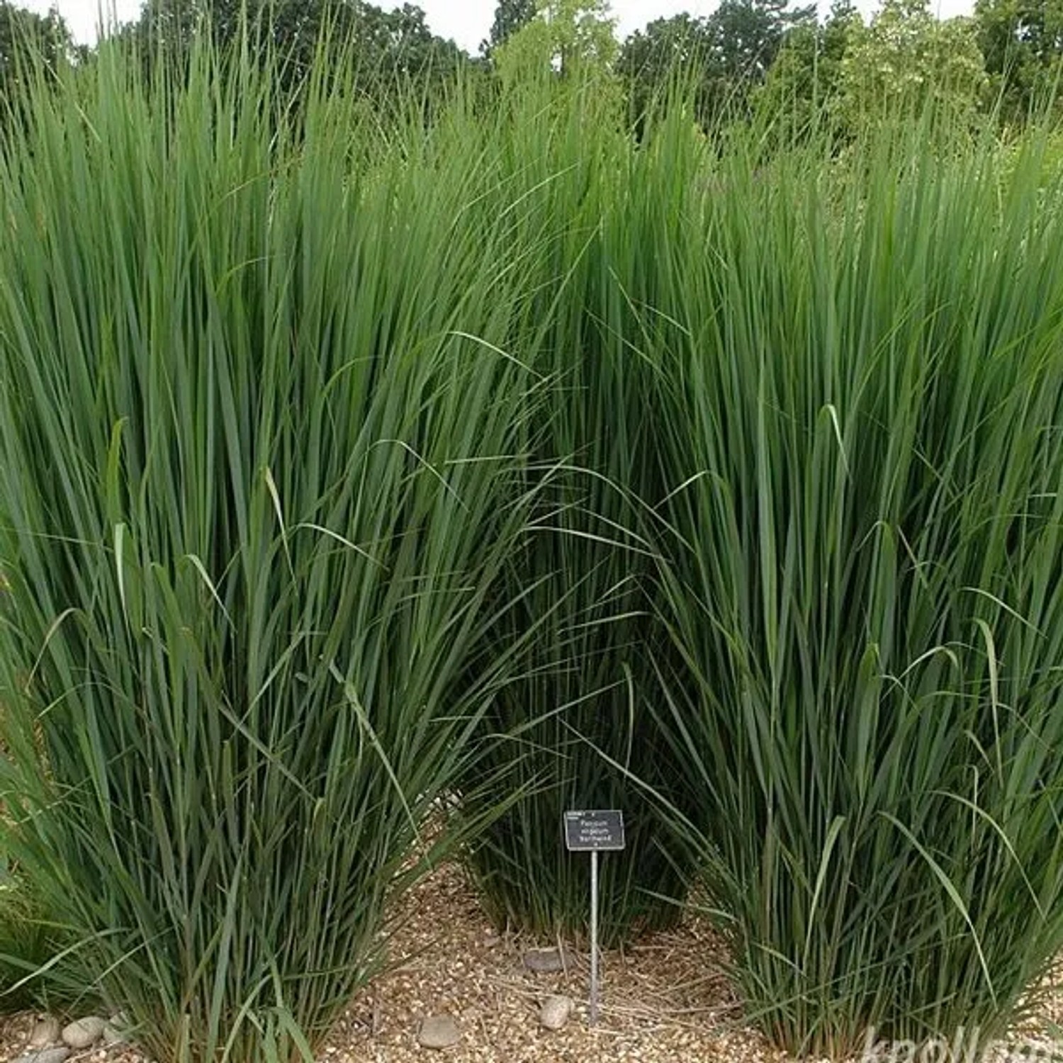 6 x Rutenhirse 'Northwind' Panicum virgatum Topf 9cm Aufrecht Wachsend