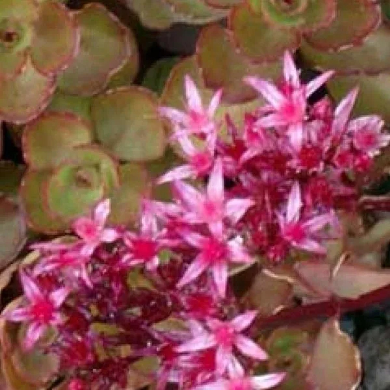 6 x Teppich-Fetthenne 'Schorbuser Blut' Sedum spurium Topf 9cm Dunkelrote Blätter