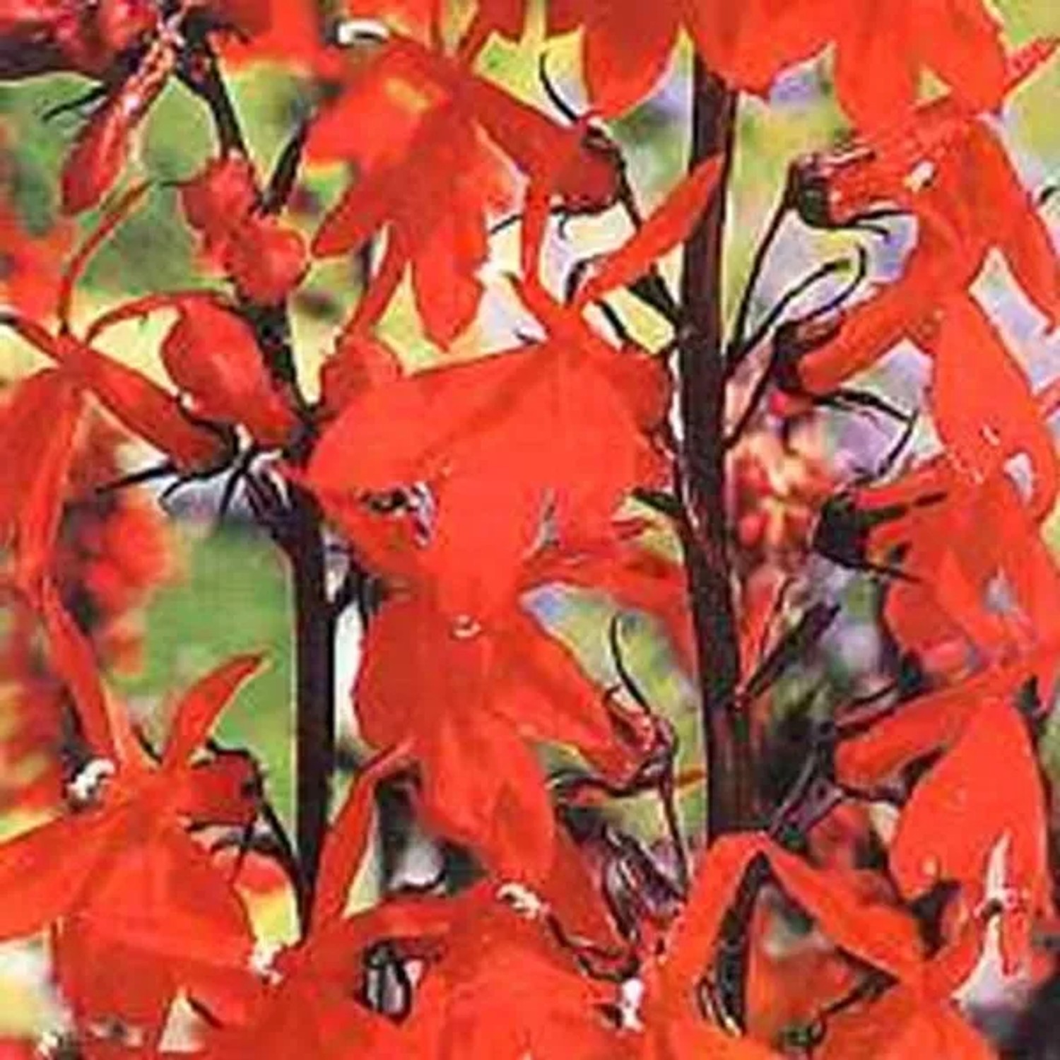 6 x Lobelie 'Queen Victoria' Lobelia Topf 9cm Dunkles Laub