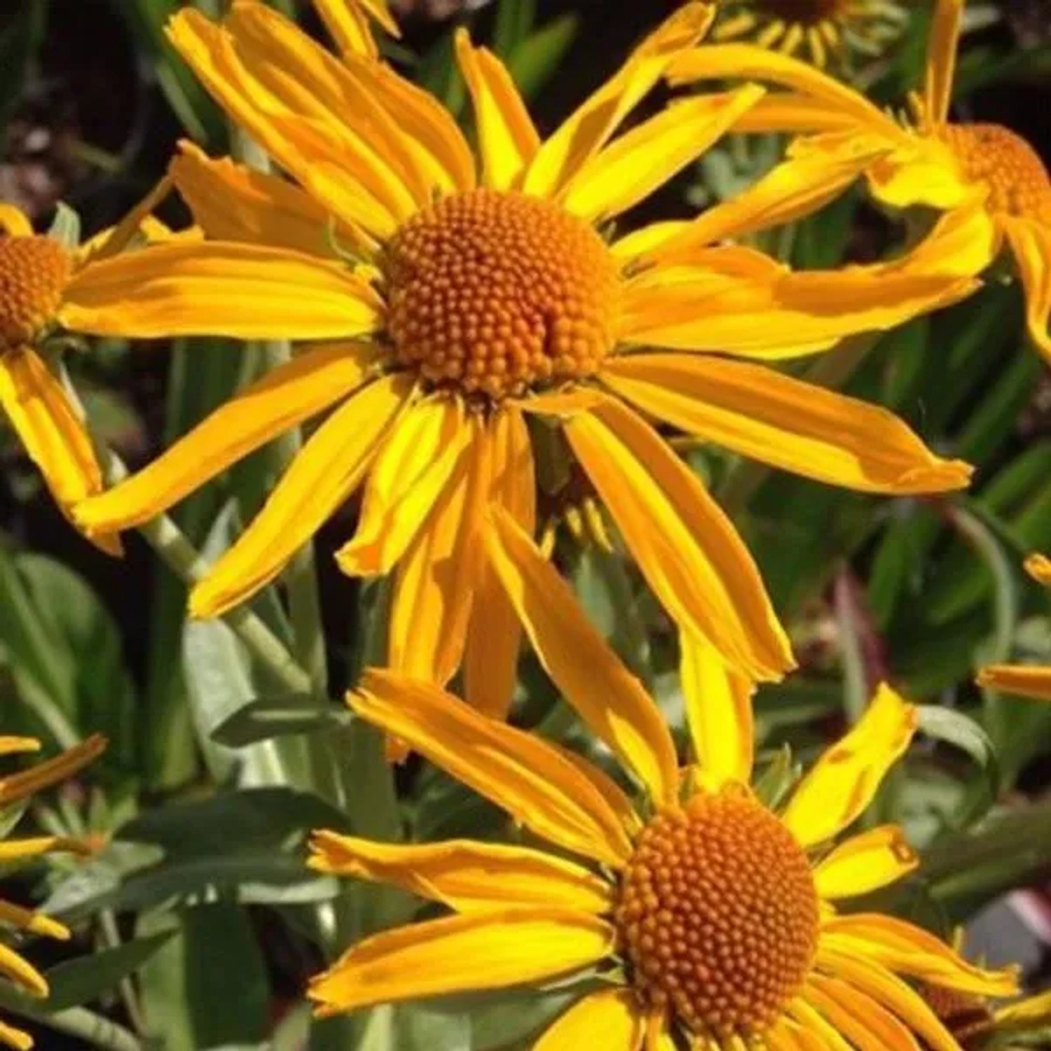 6 x Sonnenbraut Helenium hoopesii Topf 9cm Schmetterlingspflanze
