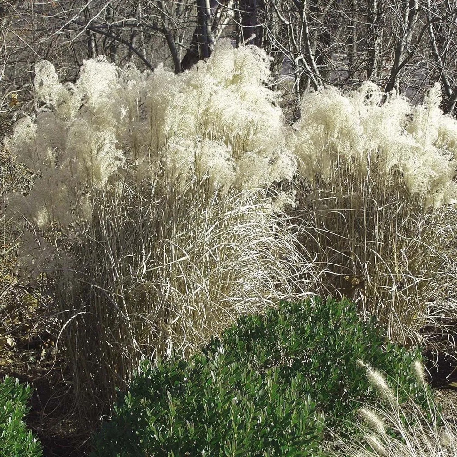 6 x Chinaschilf 'Graziella' Miscanthus sinensis Topf 9cm Silberne Blütenrispen
