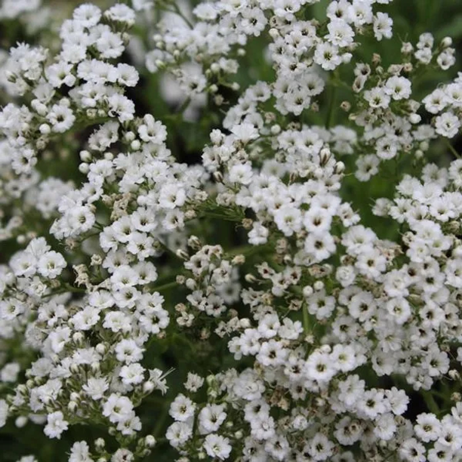 6 x Schleierkraut 'Schneeflocke' Gypsophila paniculata Topf 9cm Weiße Blüten