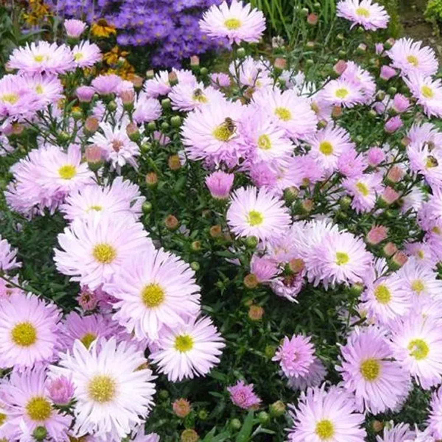 6 x Glattblatt-Aster 'Fellowship' Aster Novi-belgii Topf 9cm Herbstblüher