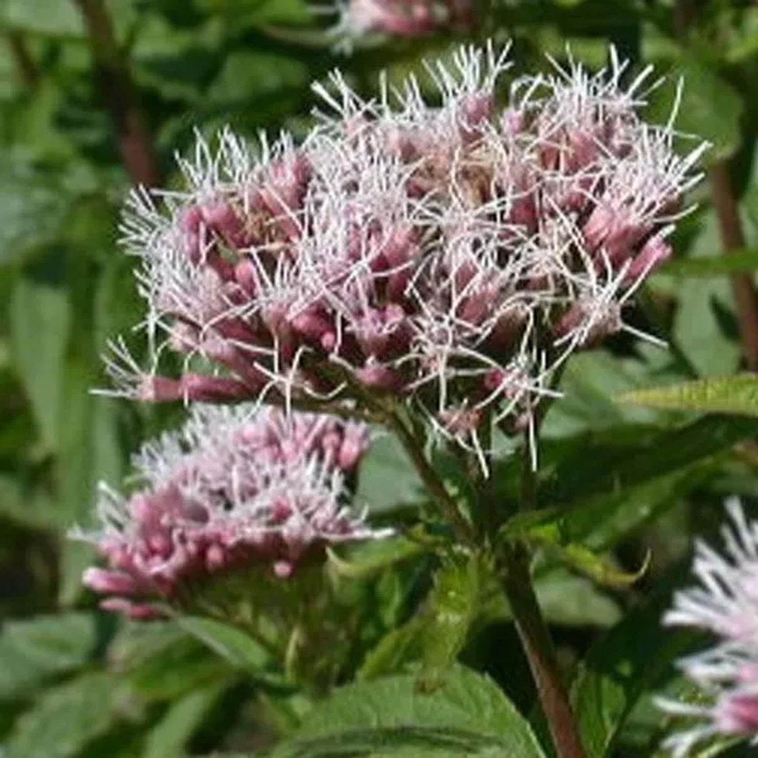 6 x Wasserdost Eupatorium cannabinum Topf 9cm Schmetterlingspflanze