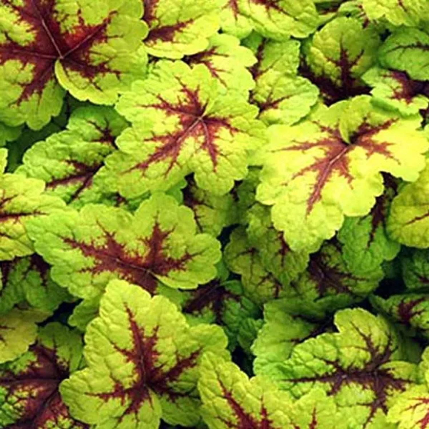 6 x Heucherella 'Stoplight' Heucherella Topf 9cm Rotgrünes Laub