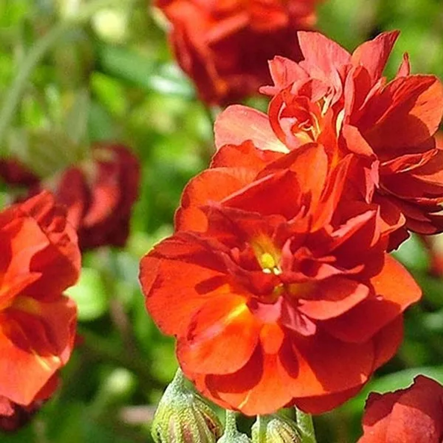 6 x Sonnenröschen 'Amabile Plenum' Helianthemum Topf 9cm Beetrandpflanze
