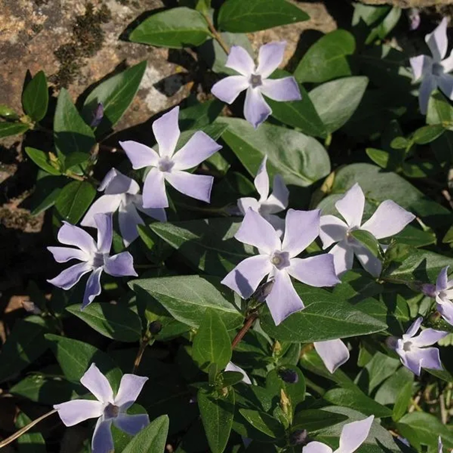6 x Immergrün Vinca difformis Topf 9cm Schnell Wachsend