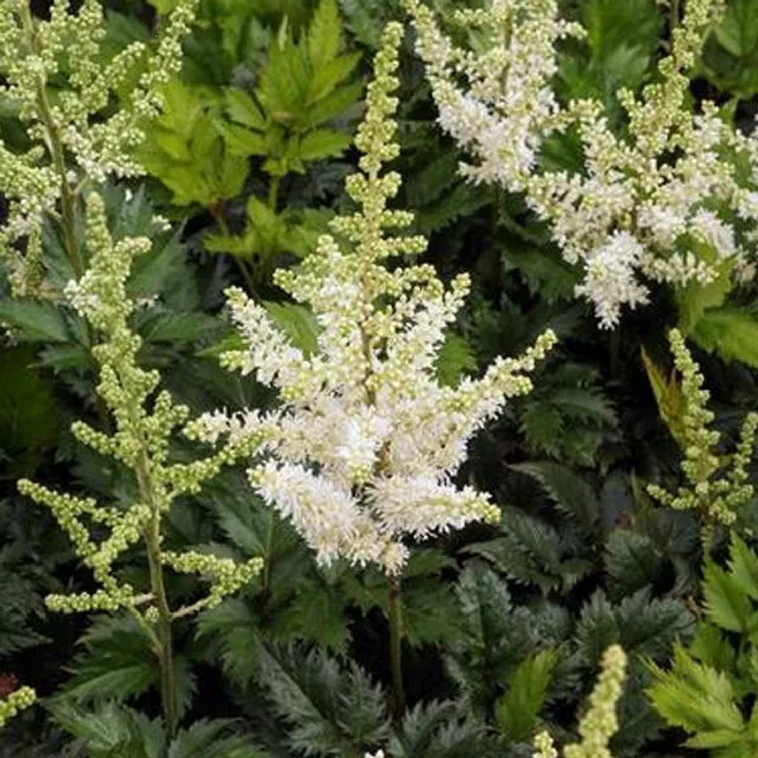 6 x Prachtspiere 'Professor van der Wielen' Astilbe thunbergii Topf 9cm Federförmige Blüten