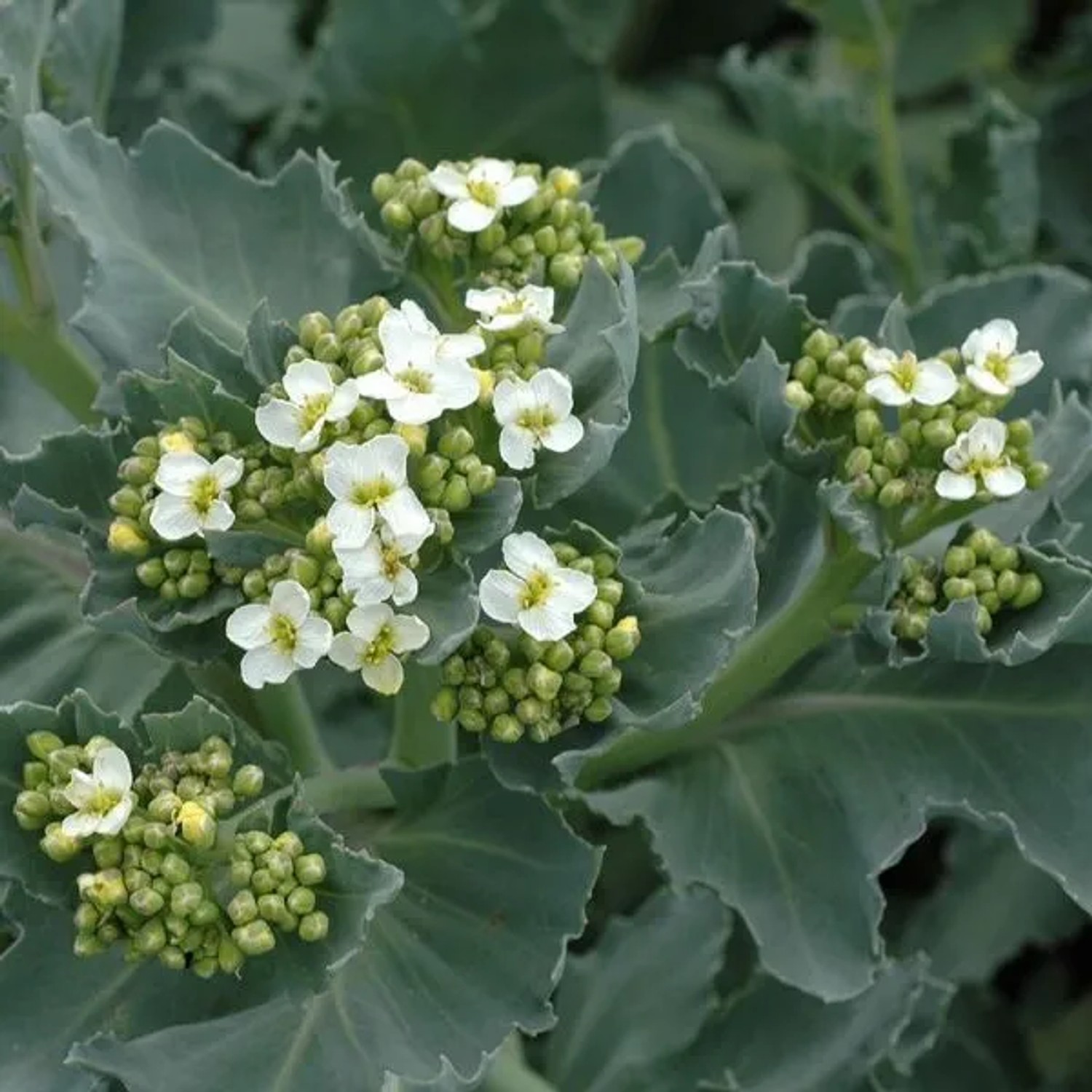 6 x Meerkohl Crambe maritima Topf 9cm Beetrandpflanze