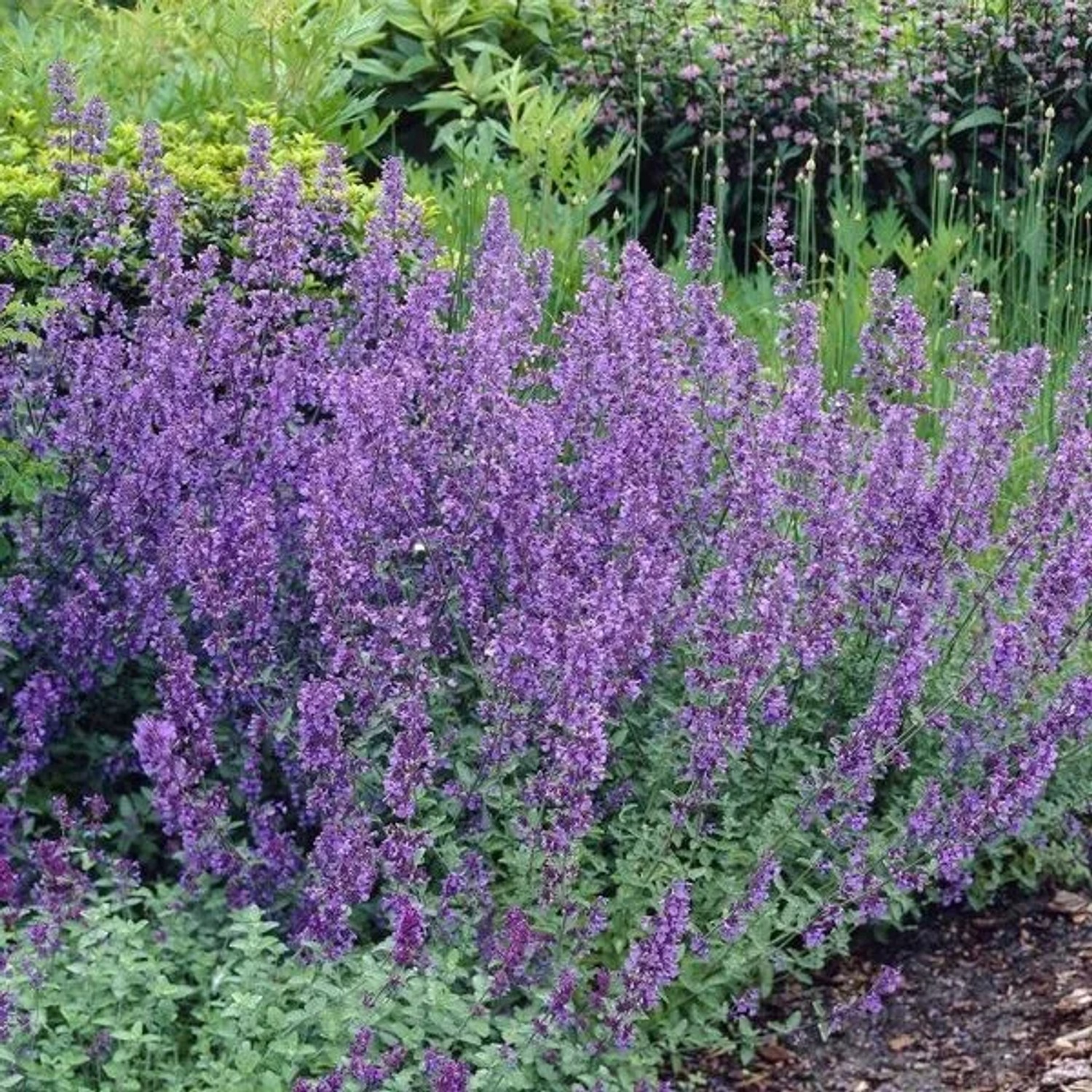 6 x Katzenminze 'Six Hills Giant' Nepeta faassenii Topf 9cm Schmetterlingspflanze