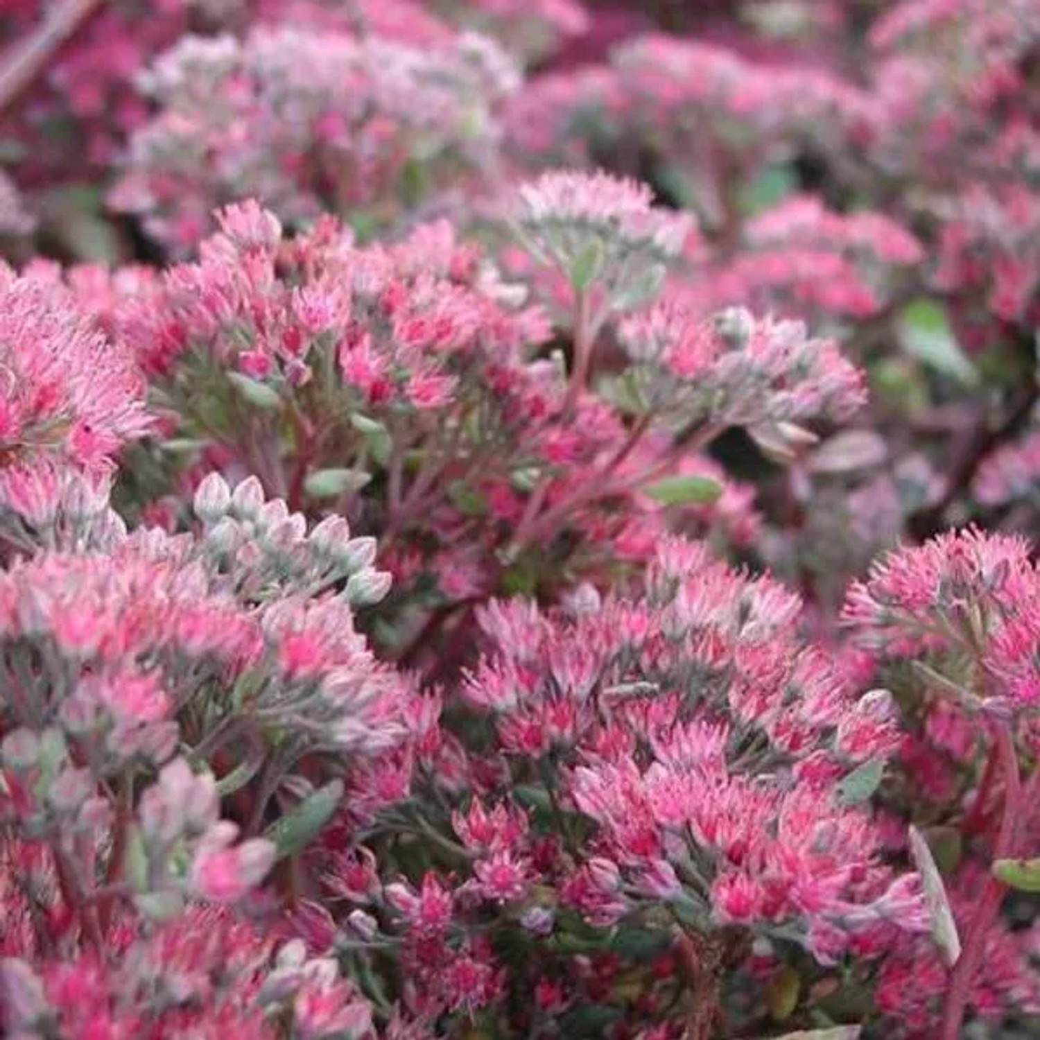 6 x Fettblatt 'Robustum' Sedum Topf 9cm Herbstblüher