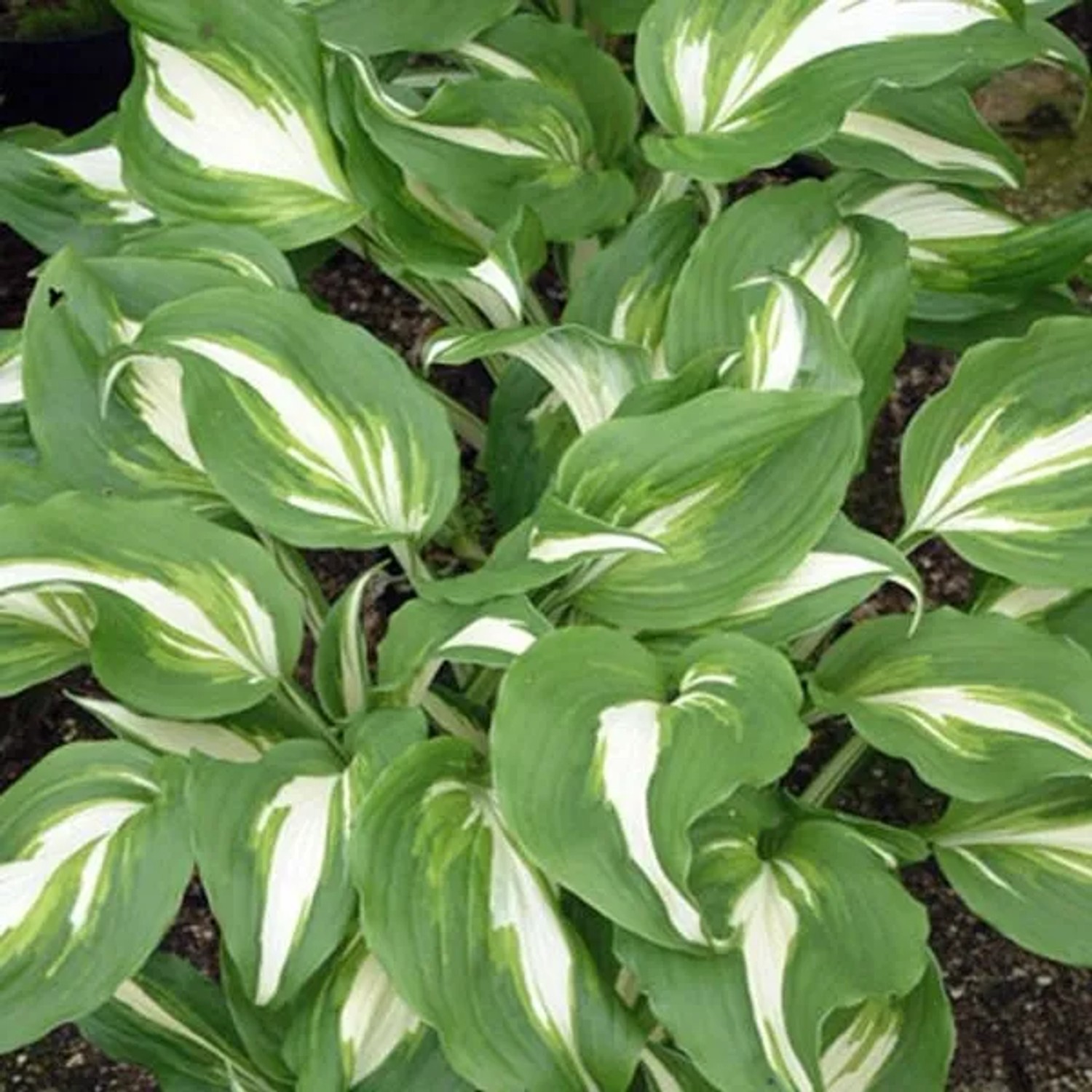 6 x Funkie 'Mediovariegata' Hosta undulata Topf 9cm Schattenpflanze