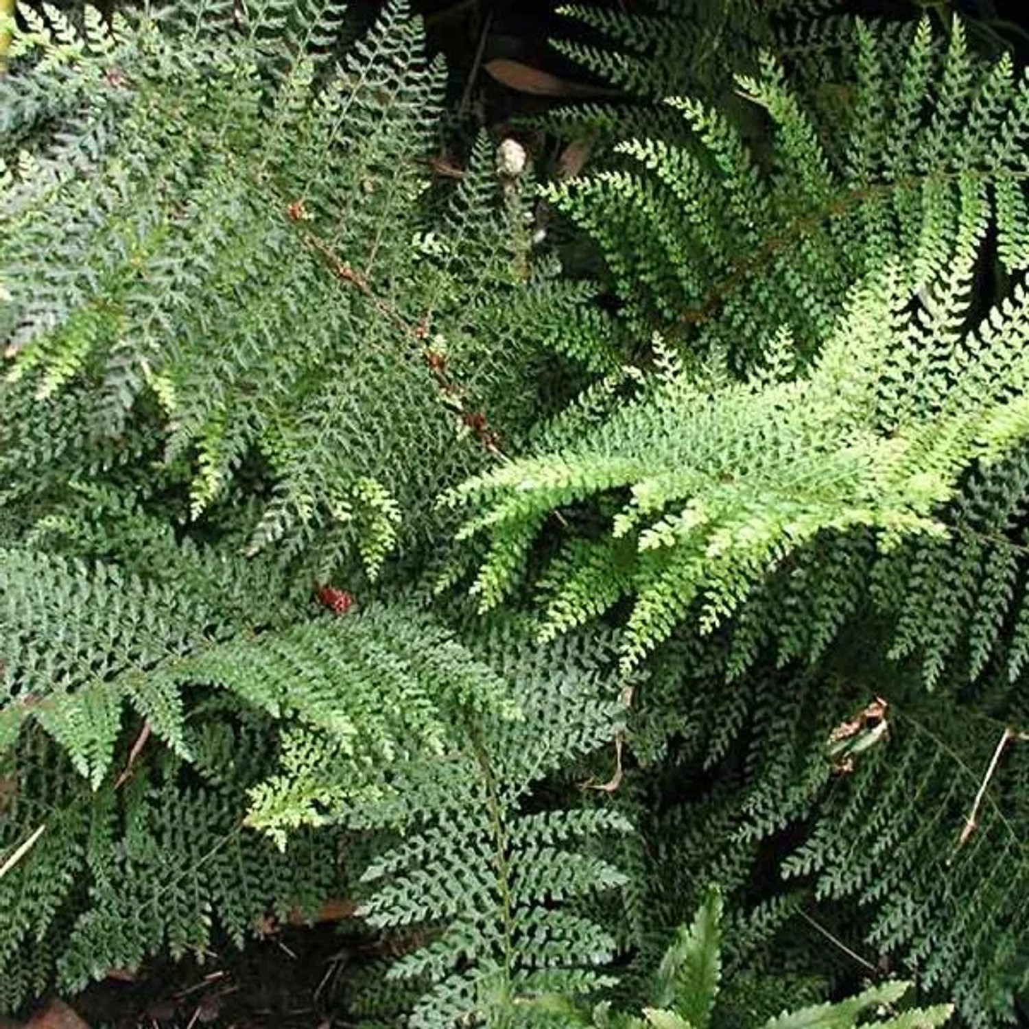 6 x Filigranfarn 'Dahlem' Polystichum setiferum Topf 9cm Immergrün