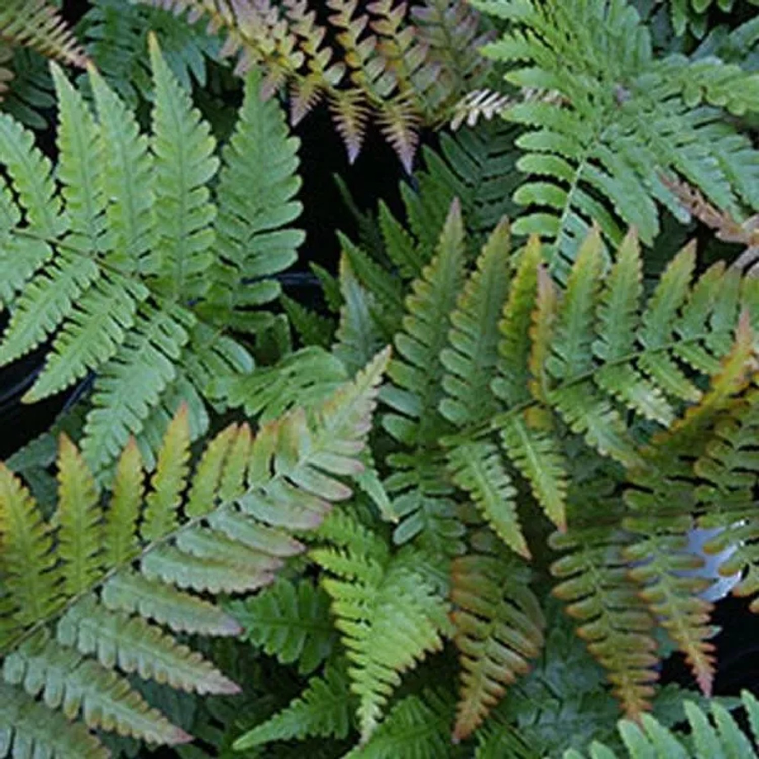 6 x Rotschleierfarn Dryopteris erythrosora Topf 9cm Bronzegrünes Laub