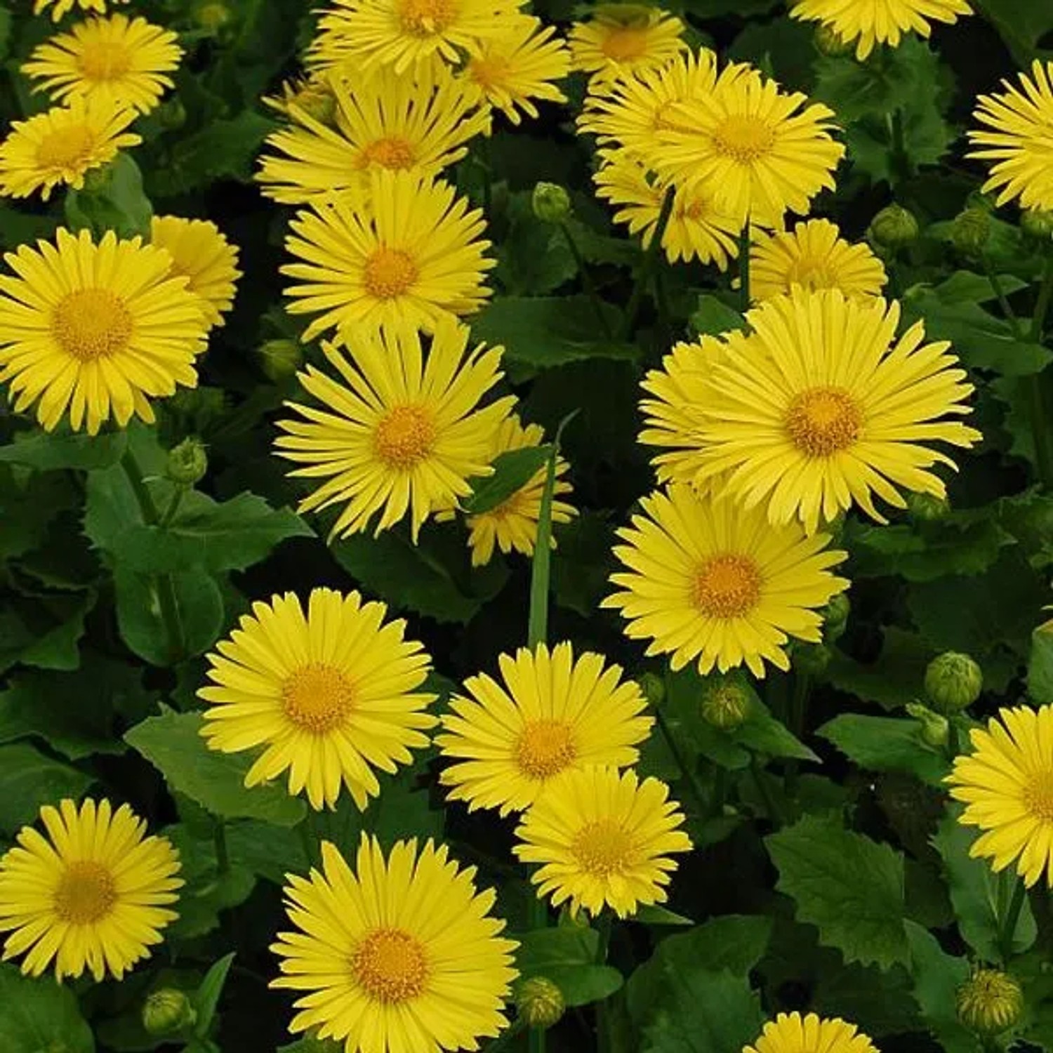 6 x Gemswurz 'Little Leo' Doronicum Orientale Topf 9cm Goldgelbe Blüten