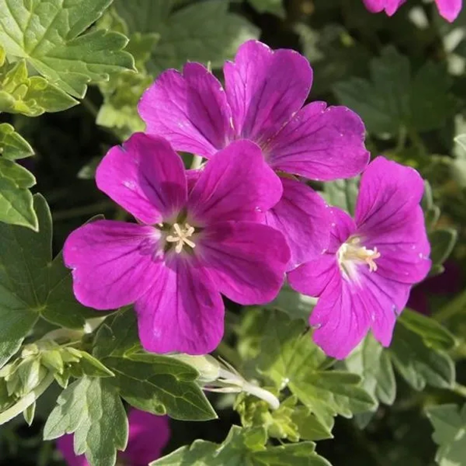 6 x Storchschnabel 'Russell Prichard' Geranium riversleaianum Topf 9cm Kompakt Wachsend