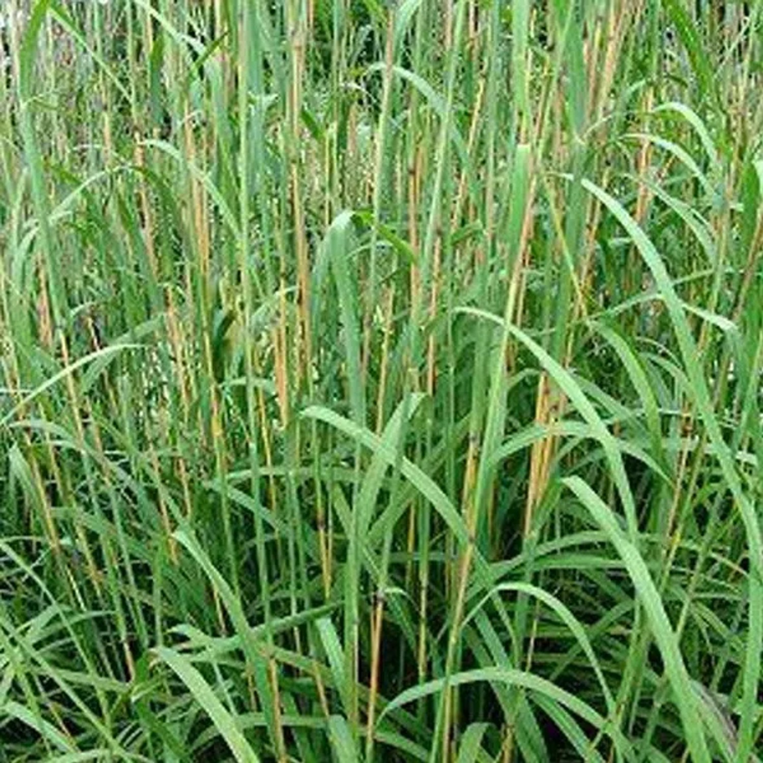 6 x Blauhalm Andropogon gerardii Topf 9cm Schnittgeeignet
