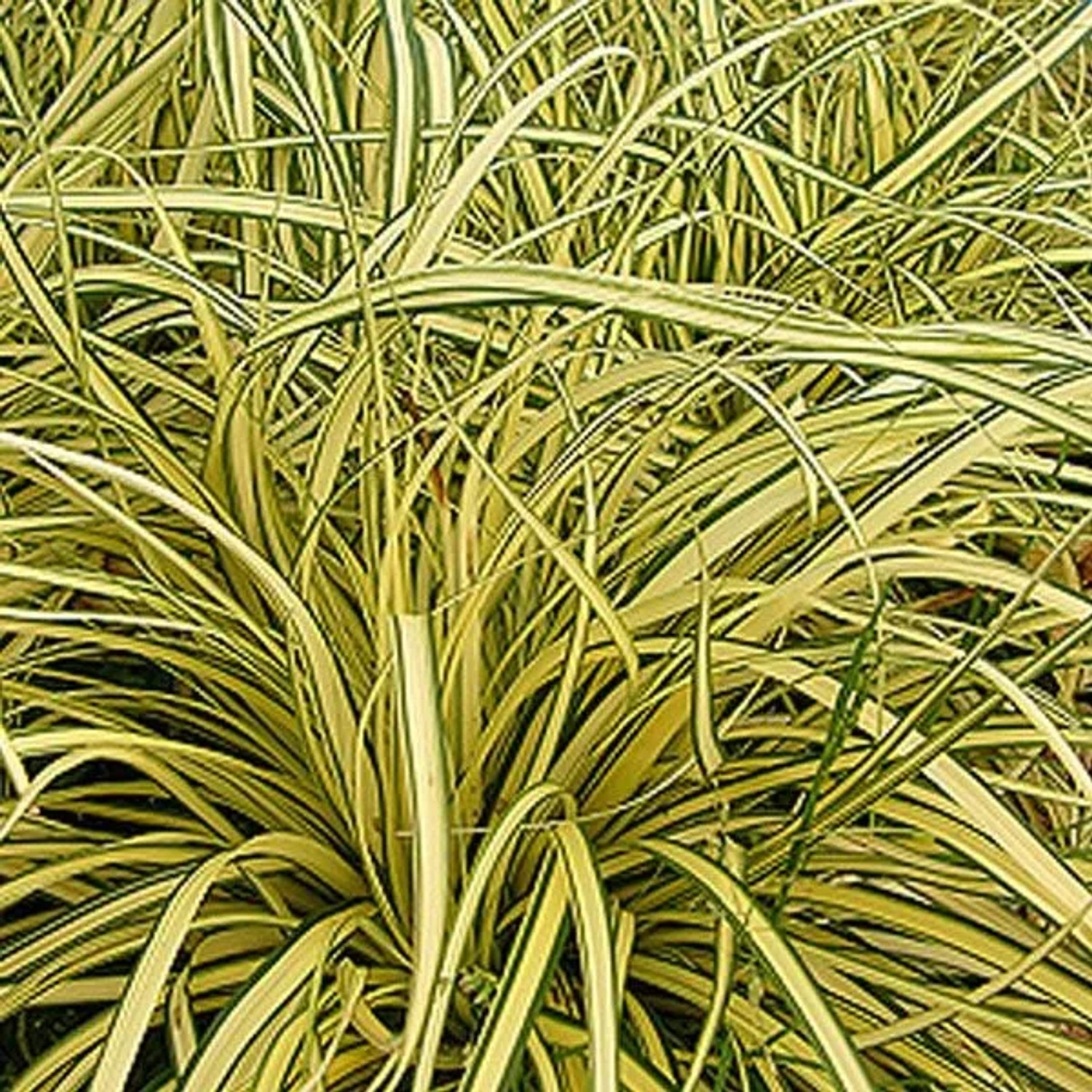6 x Japan-Segge 'Evergold' Carex oshimensis Topf 9cm Goldgelbes Blatt