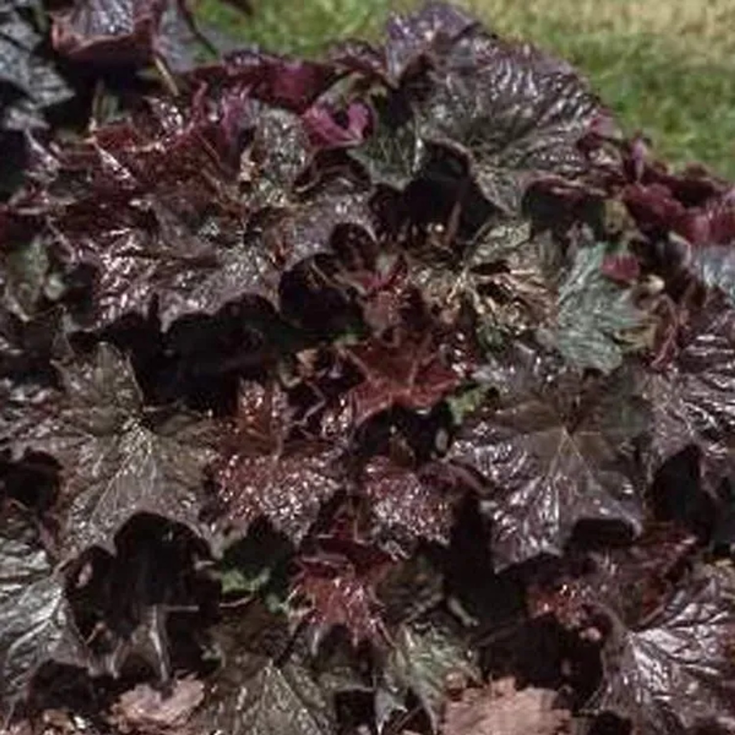 6 x Purpurglöckchen 'Palace Purple' Heuchera micrantha Topf 9cm Dunkelviolettes Laub
