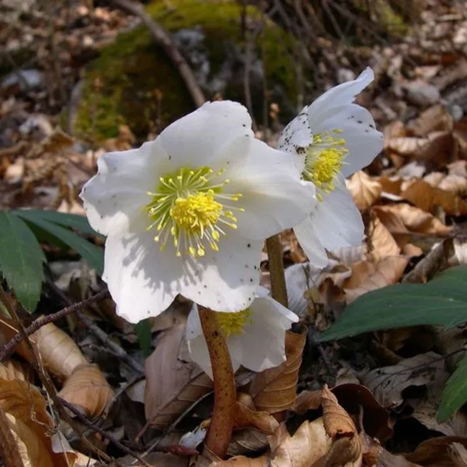 6 x Christrose Helleborus Niger Topf 9cm Winterblühend