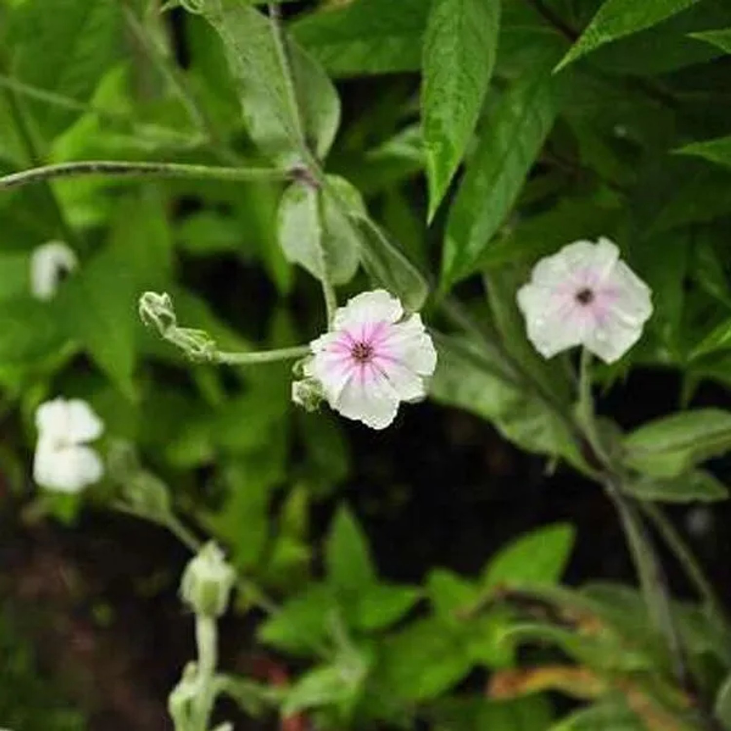 6 x Vexiernelke 'Alba' Lychnis coronaria Topf 9cm Weiße Blüten