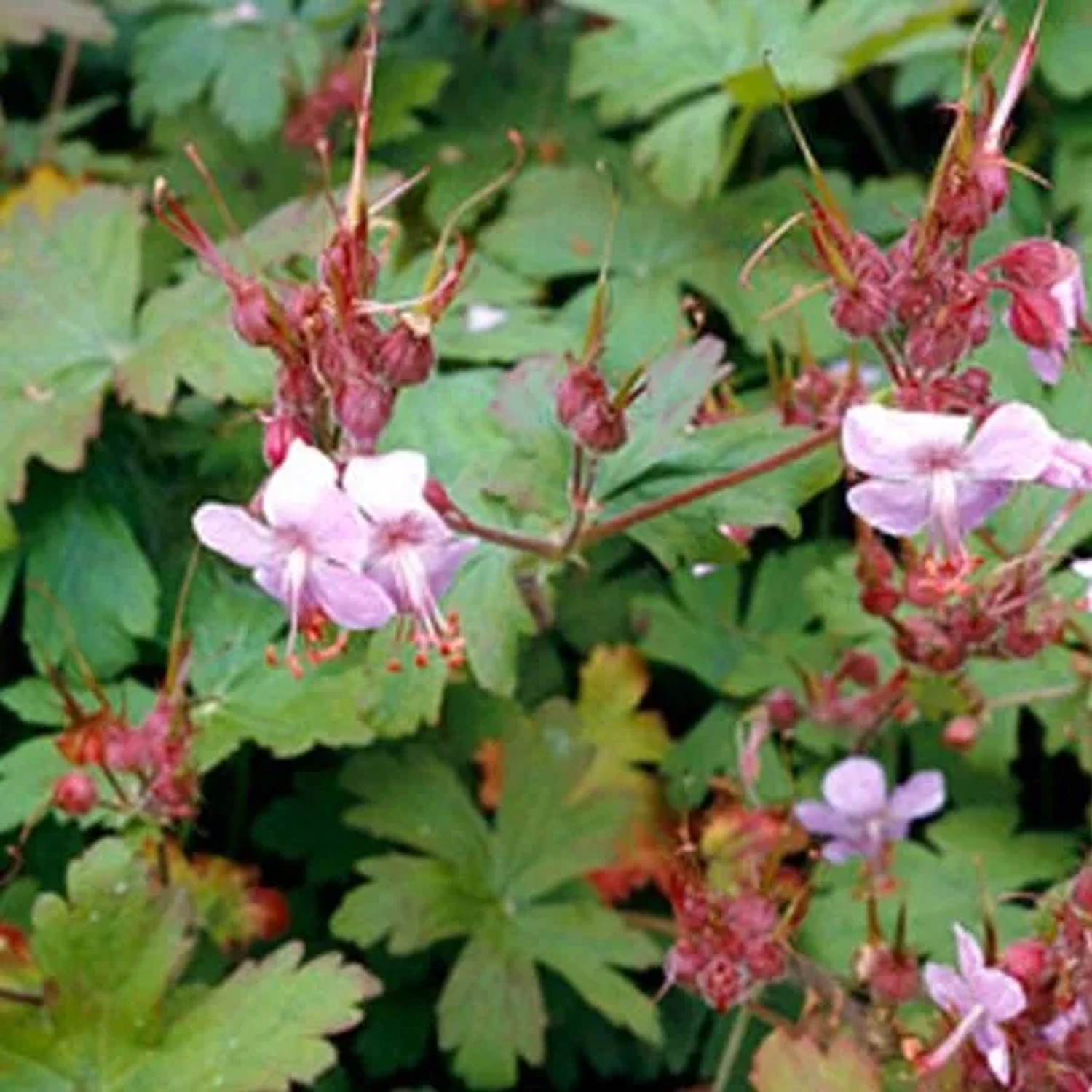 6 x Storchschnabel 'Ingwersen's Variety' Geranium macrorrhizum Topf 9cm Hellrosa Blüten