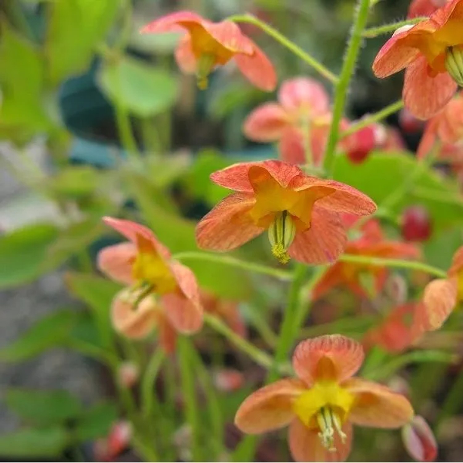 6 x Elfenblume Epimedium Warleyense Topf 9cm Immergrün
