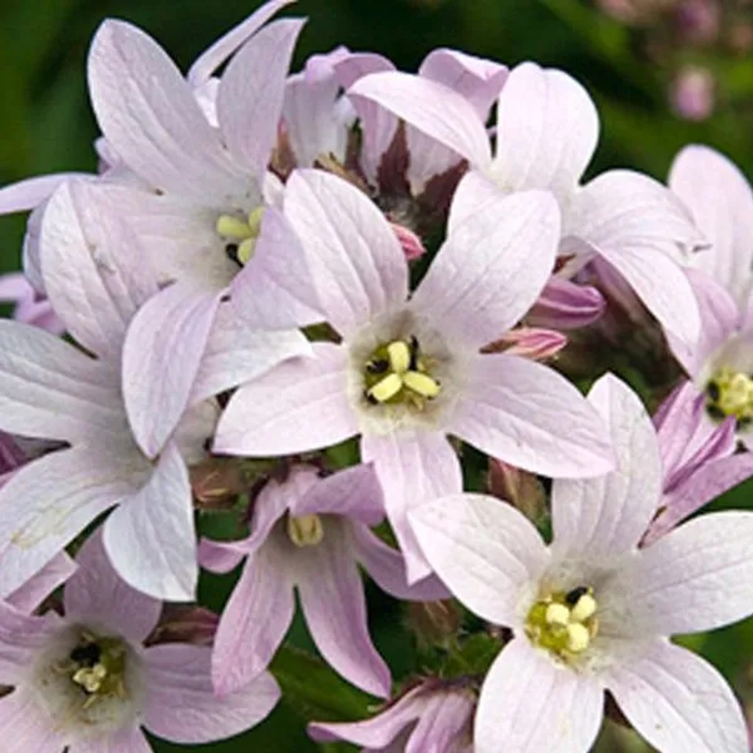 6 x Dolden-Glockenblume 'Loddon Anna' Campanula,actiflora Topf 9cm Beetrandpflanze