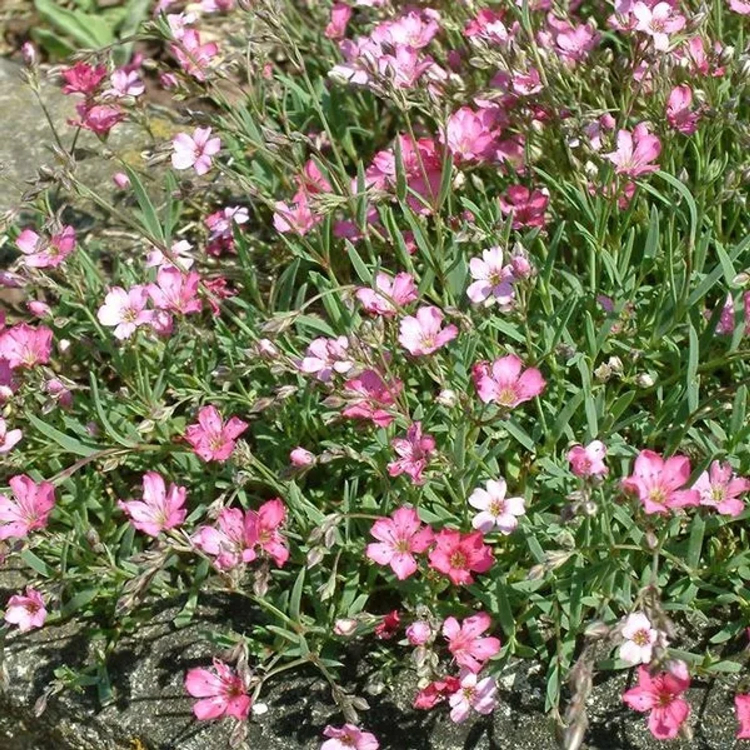 6 x Schleierkraut 'Rosenschleier' Gypsophila Topf 9cm Rosa Blüten