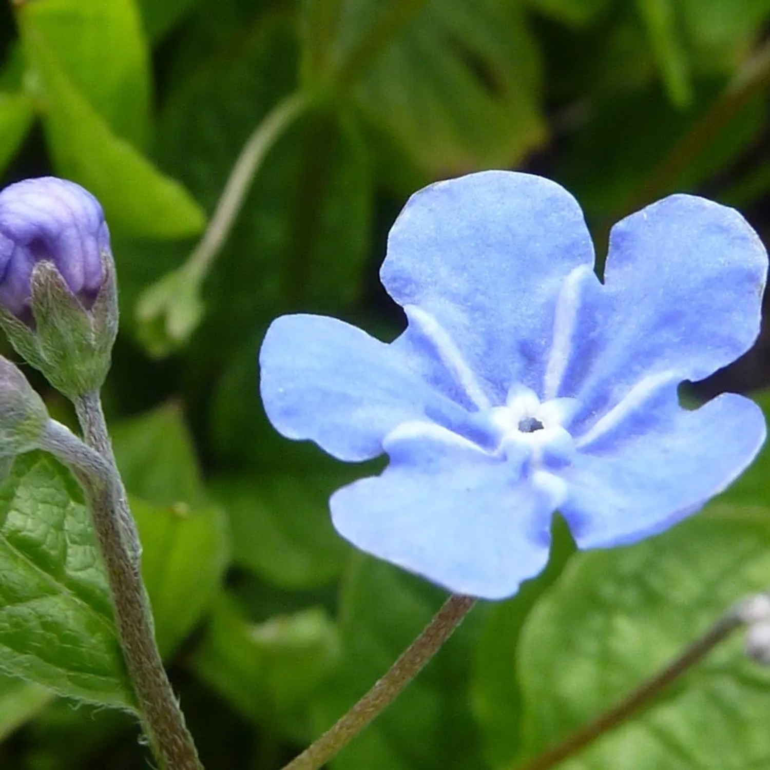 6 x Frühlings-Gedenkemein Omphalodes verna Topf 9cm Blau Blühend