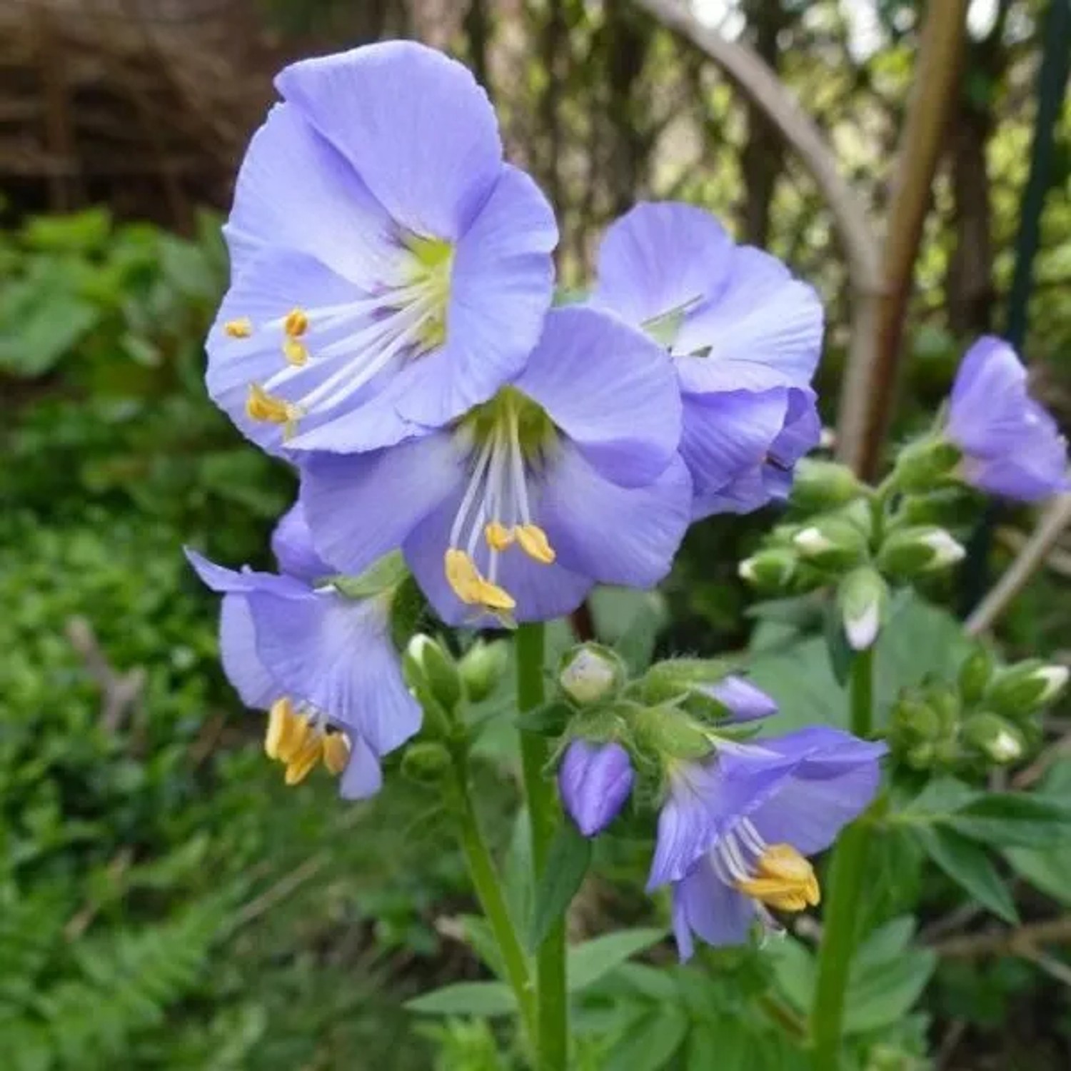 6 x Kriechende Jakobsleiter 'Blue Pearl' Polemonium Reptans Topf 9cm Beetrandpflanze
