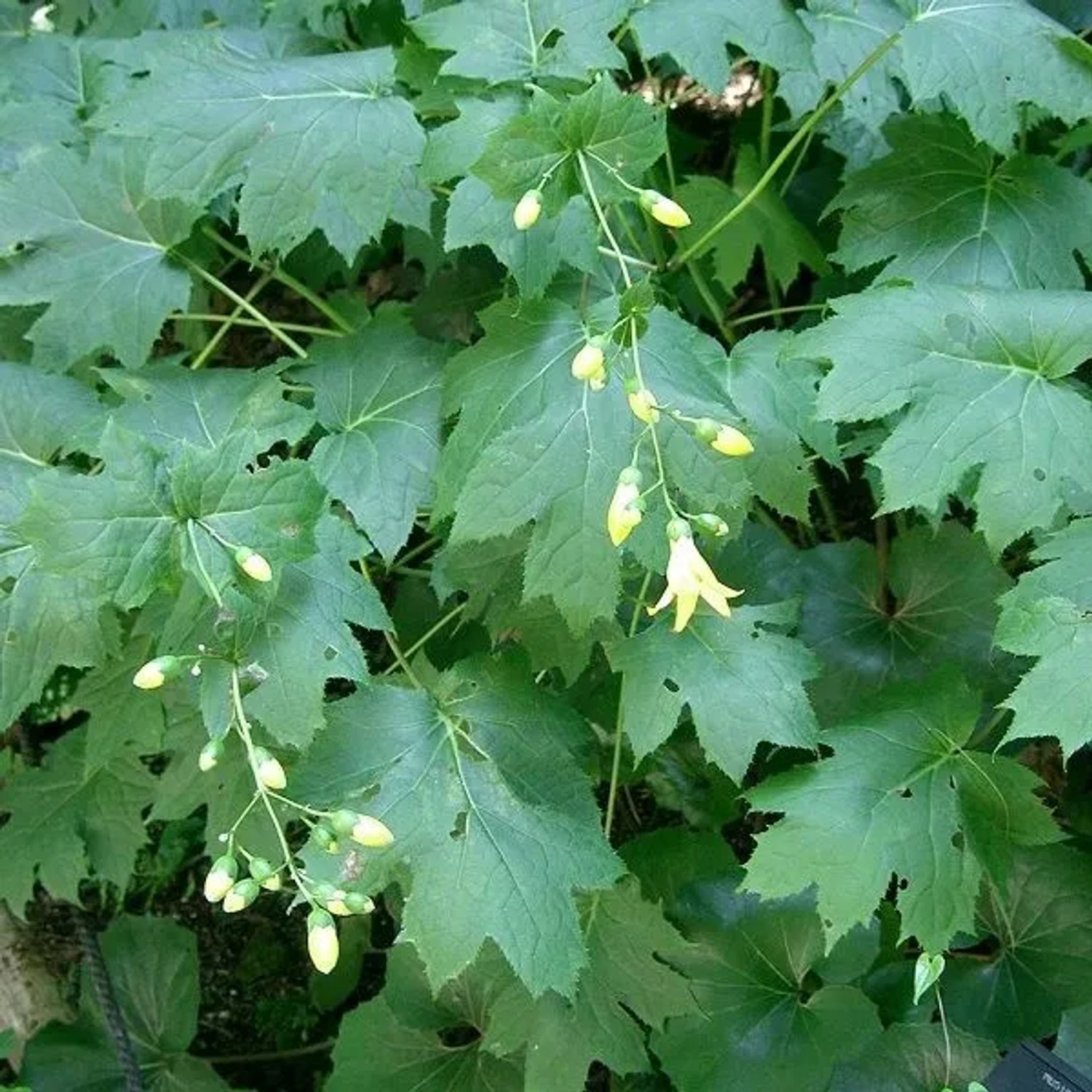 6 x Wachsglocke Kirengeshoma palmata Topf 9cm Gelbe Blüten
