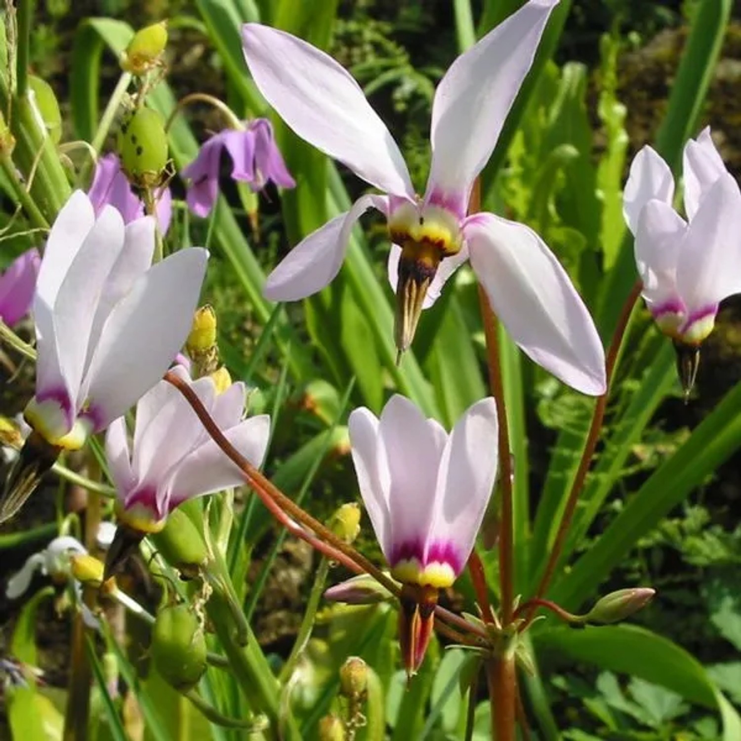 6 x Götterblume Dodecatheon meadia Topf 9cm Rosa-lila Blüten