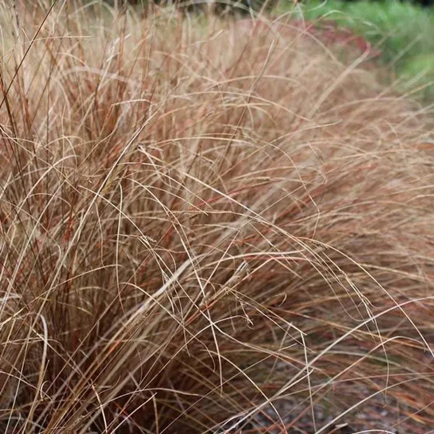 6 x Segge Carex buchananii Topf 9cm Überhängendes Laub