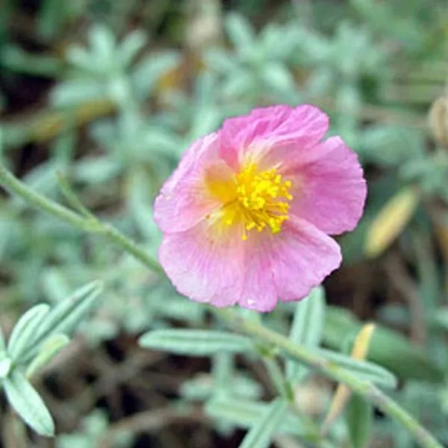 6 x Sonnenröschen 'Rhodantha Carneum' Helianthemum Topf 9cm Immergrün