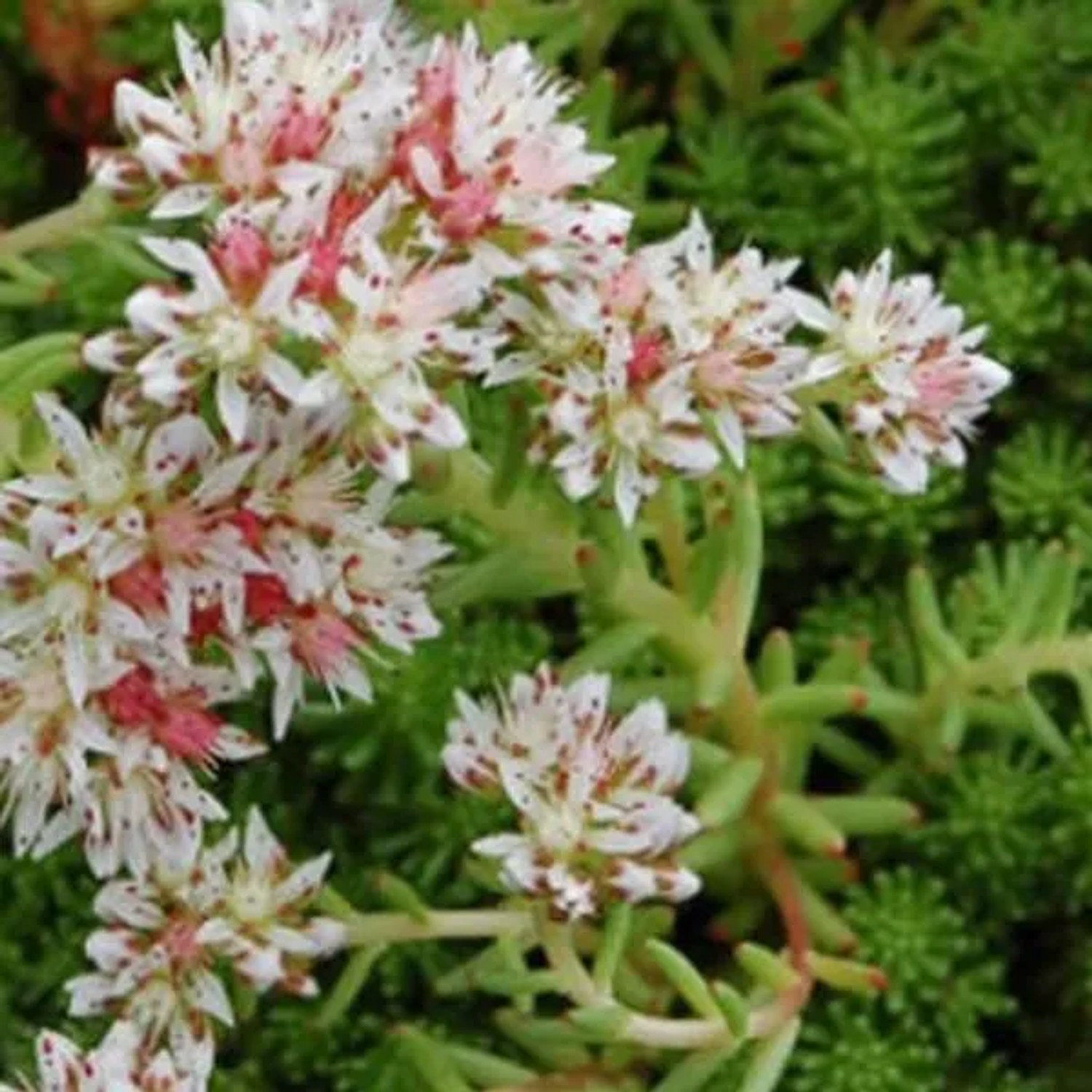 6 x Mauerpfeffer Sedum,ydium Topf 9cm Immergrün